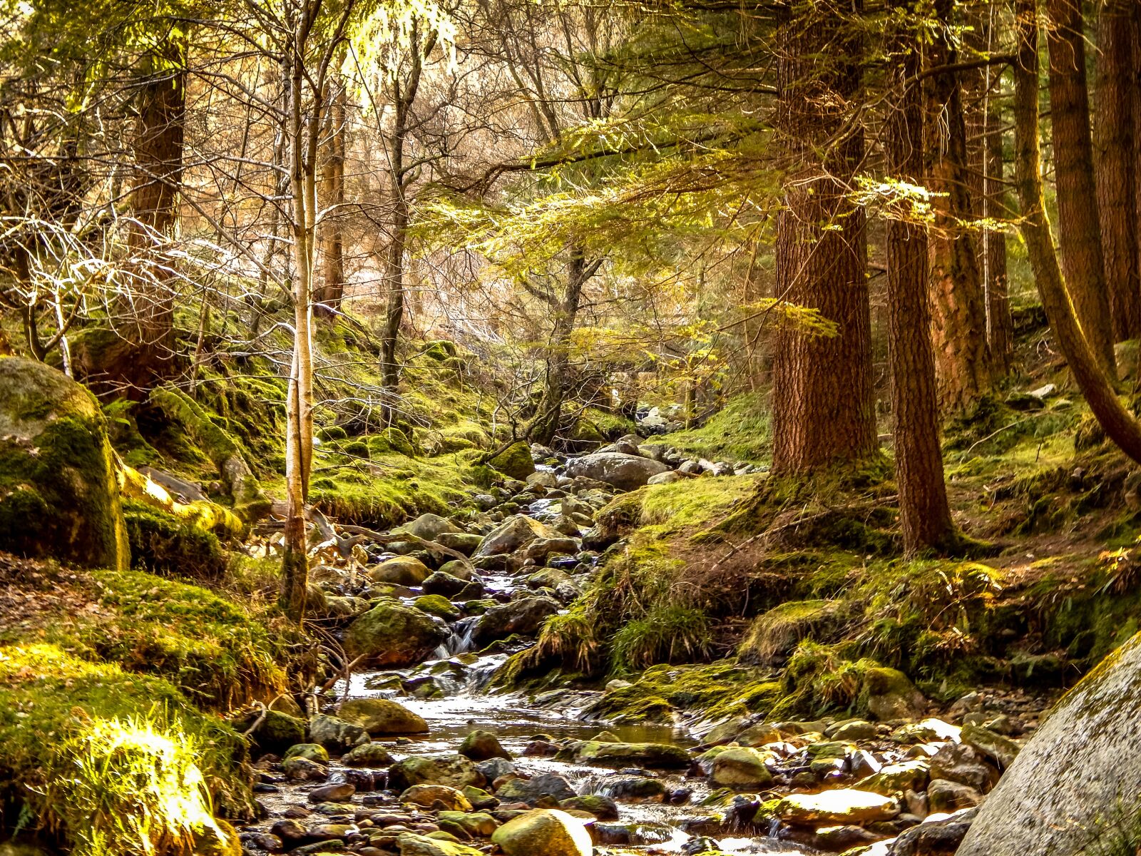 Nikon Coolpix L820 sample photo. Ireland, forest, nature photography