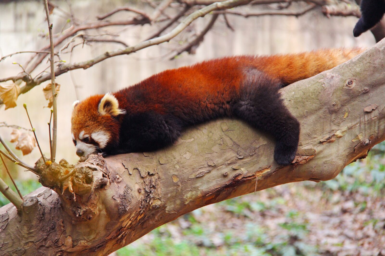 Canon EF-S 18-200mm F3.5-5.6 IS sample photo. Loveable, red pandas, sichuan photography
