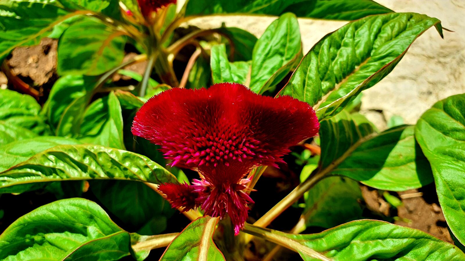 Samsung Galaxy S10e sample photo. Flower, garden, velvet photography