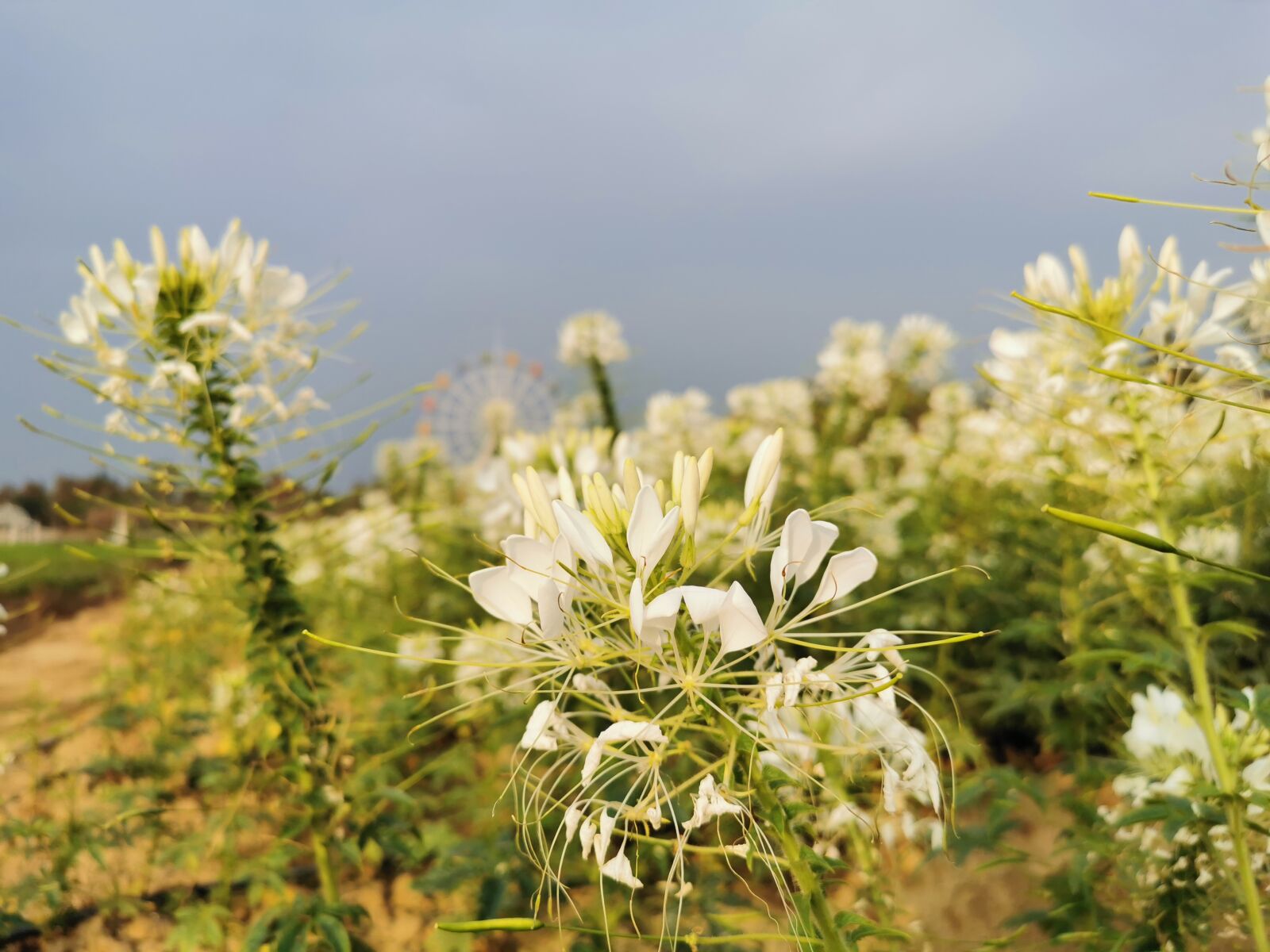HUAWEI P30 sample photo. White, flowers, sky photography