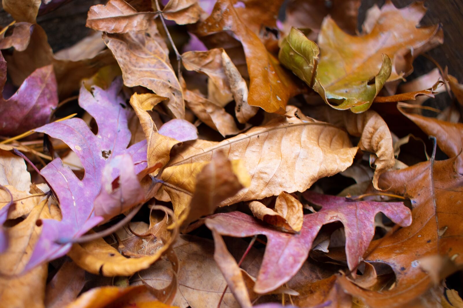 Canon EOS 80D sample photo. Fall, leaves, autumn photography