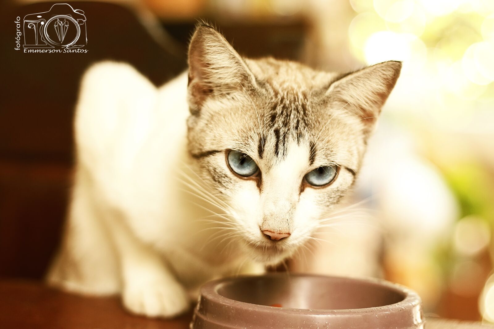 Canon EOS 700D (EOS Rebel T5i / EOS Kiss X7i) + Canon EF 50mm F1.8 STM sample photo. Cats, gata photography