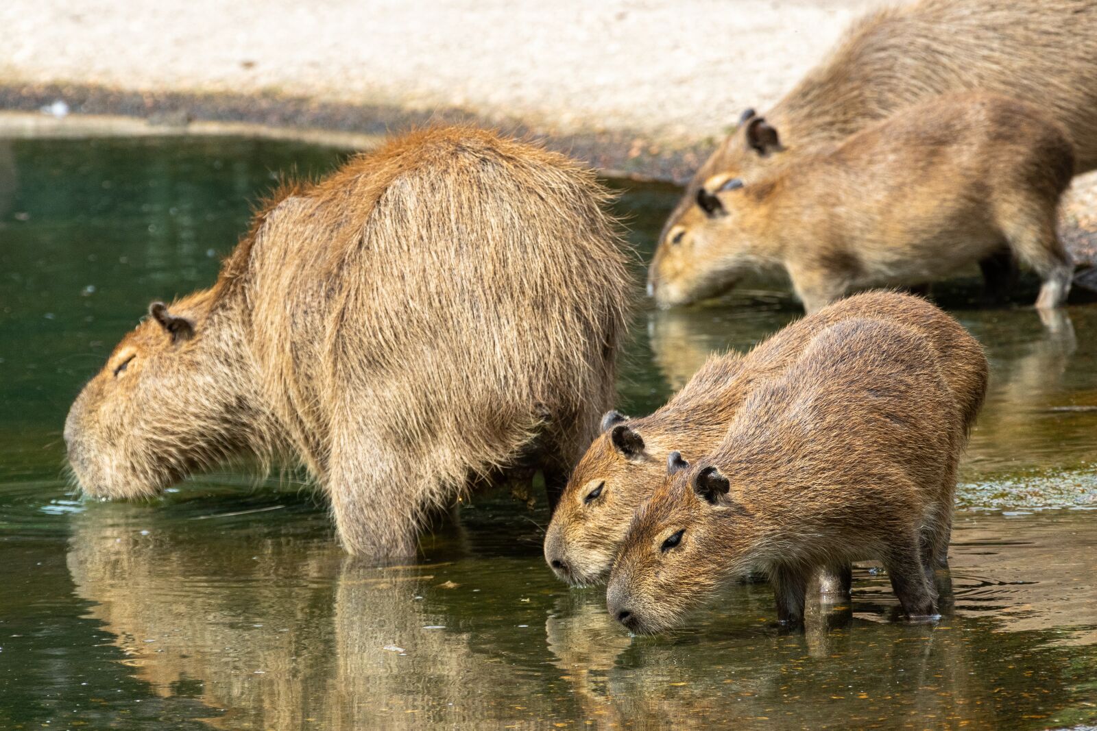 Canon EOS 80D sample photo. Capybara, rodent, mammal photography