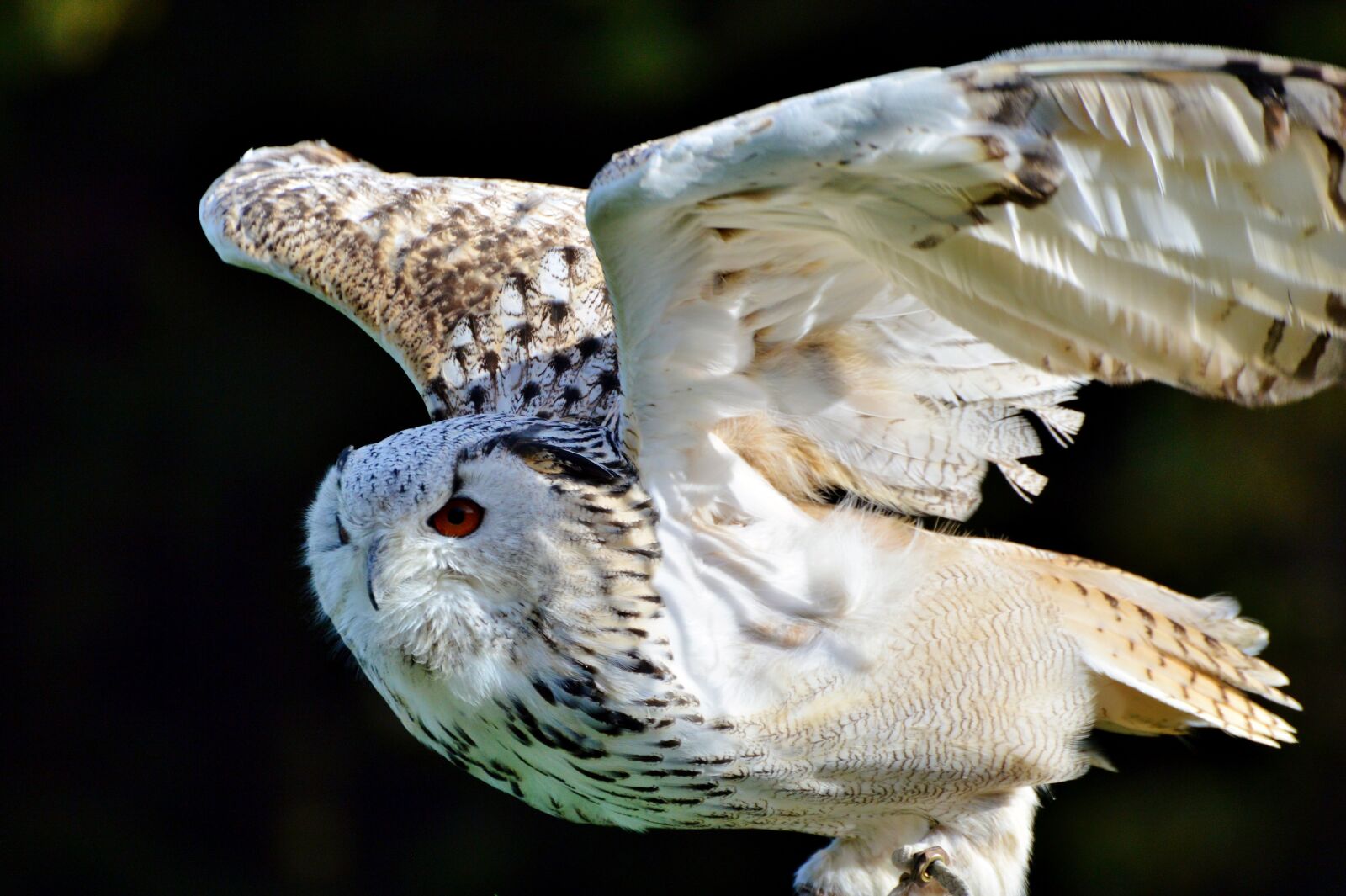 Nikon D3200 sample photo. Barn owl, owl, raptor photography