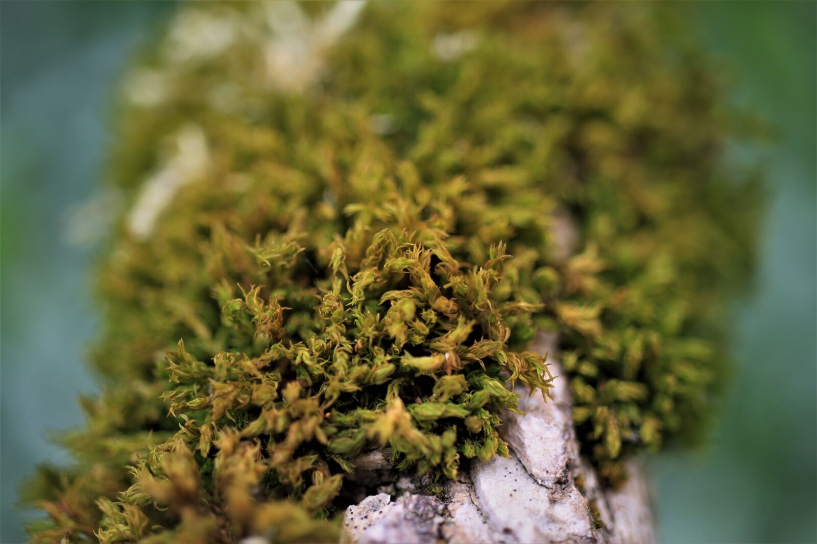 Canon EF-S 35mm F2.8 Macro IS STM sample photo. Swan-neck star moss, star photography