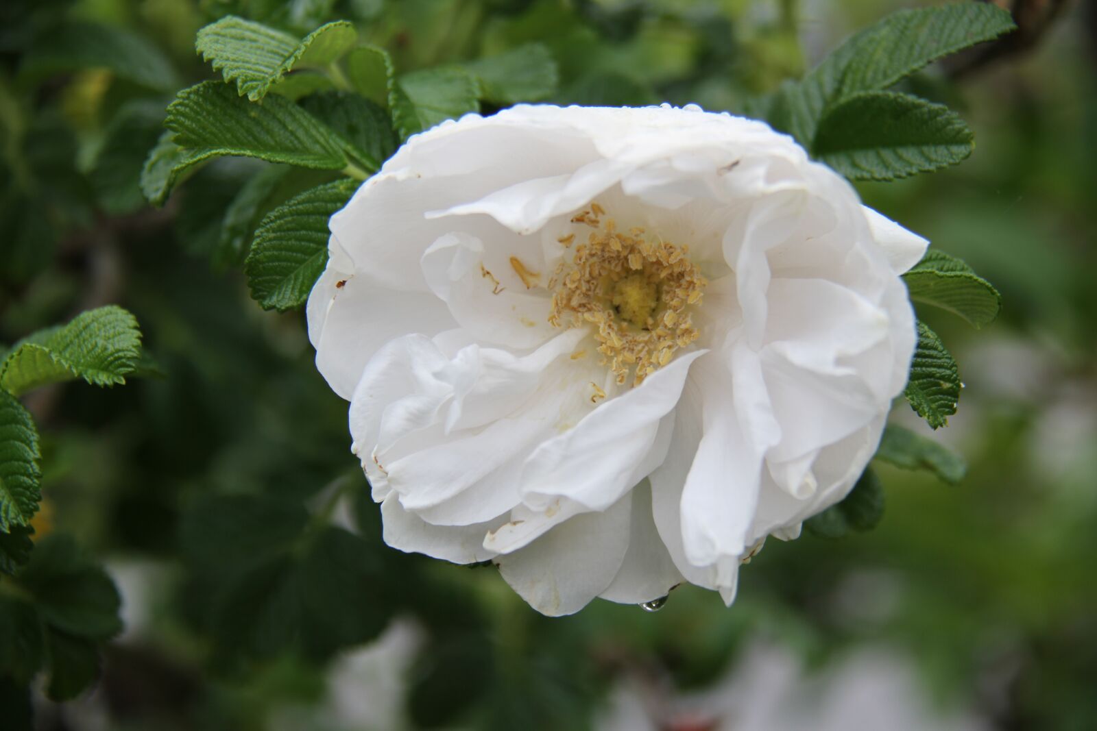 Canon EOS 7D sample photo. Pink, white, rain photography