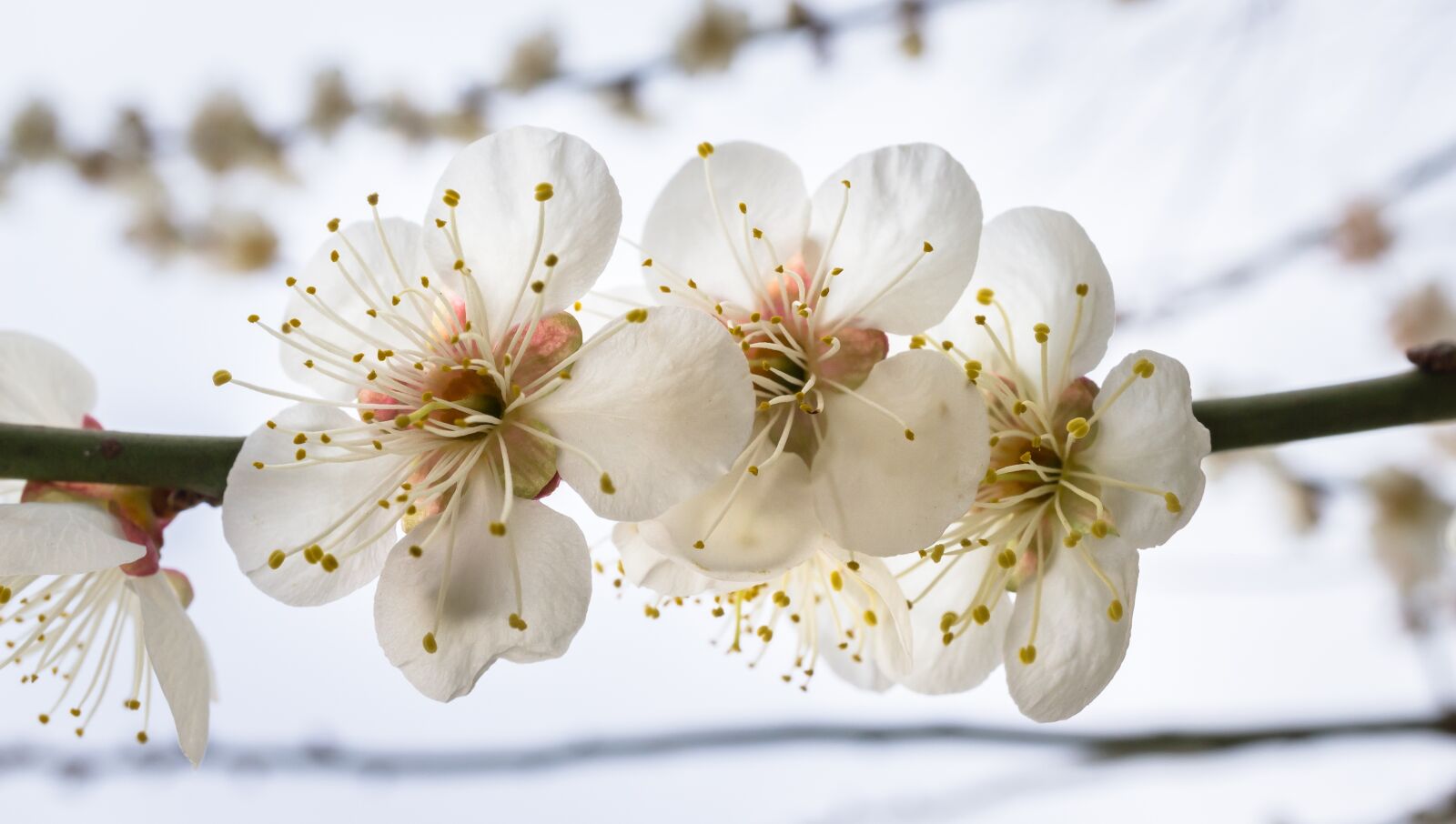 Sony Alpha NEX-5N sample photo. Cherry blossom, spring, flowers photography