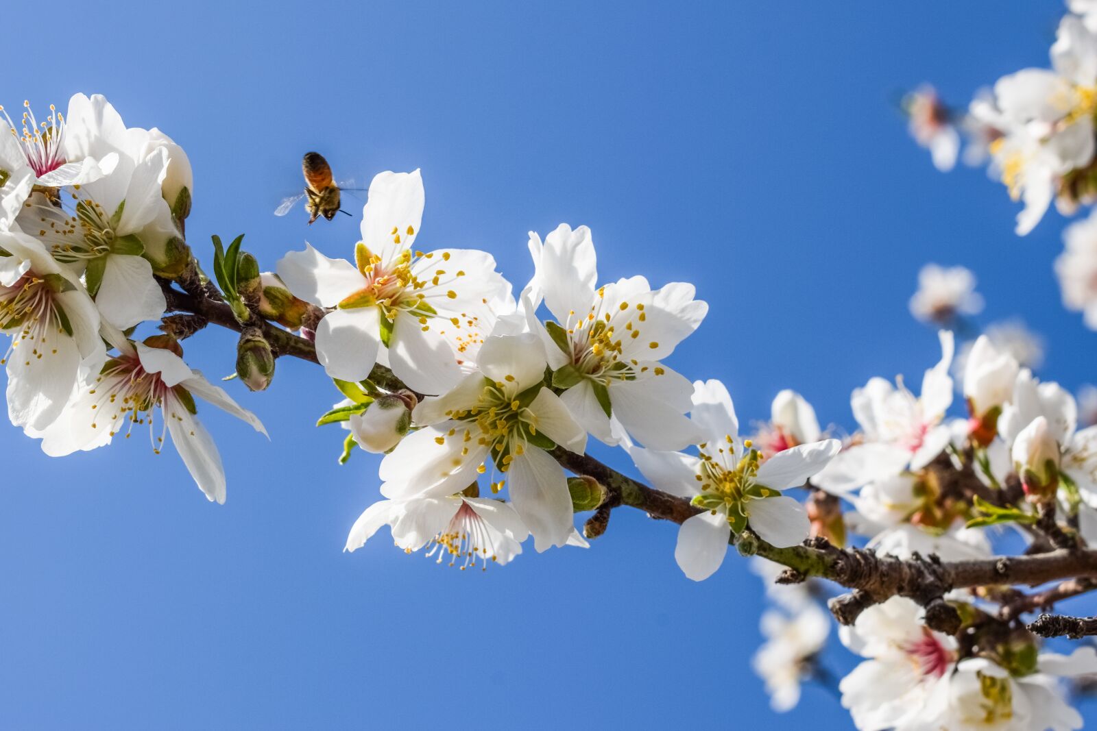 Nikon D3300 sample photo. Almond tree, flowers, bee photography