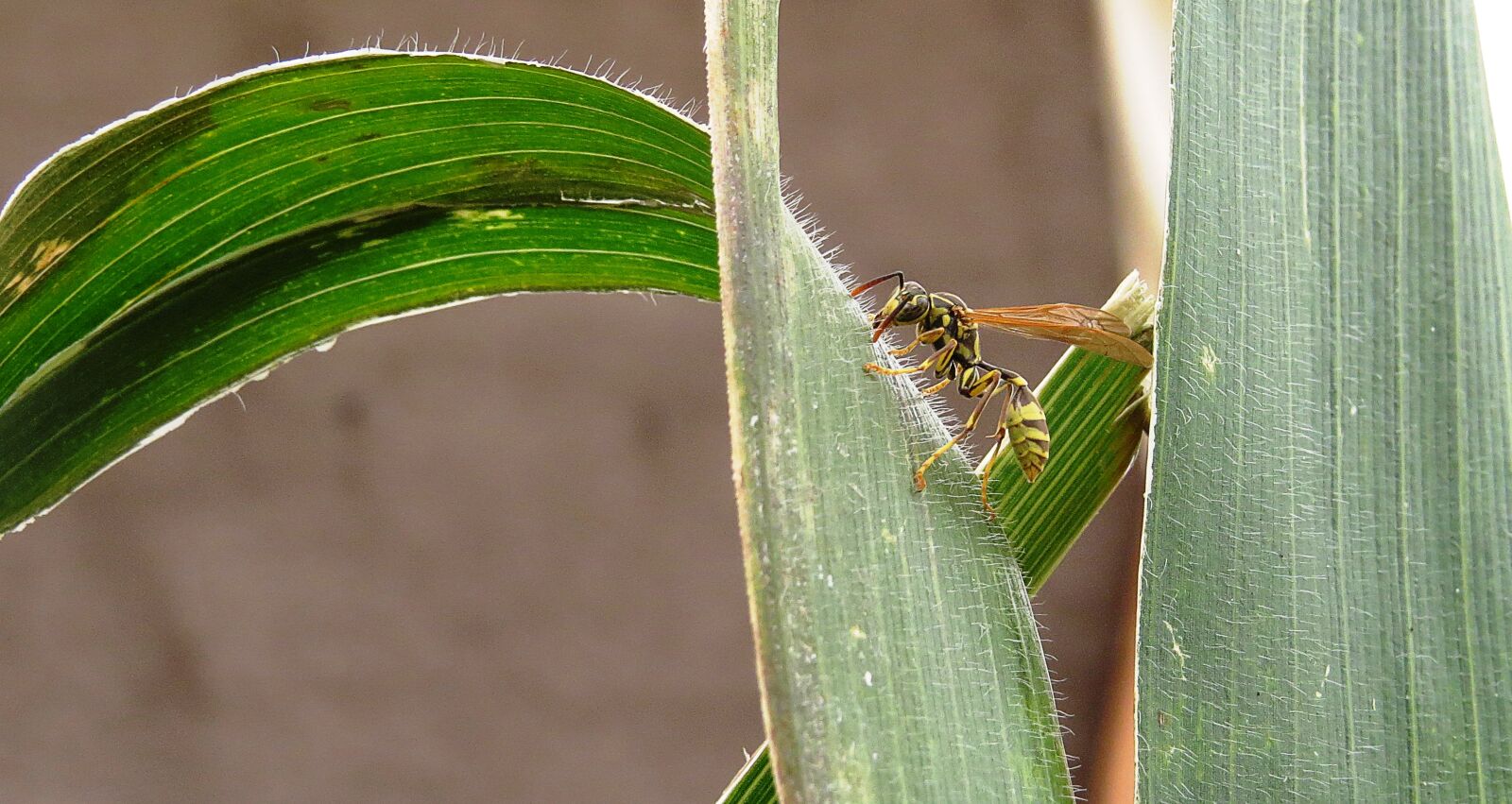 Canon PowerShot SX50 HS sample photo. Image, macro, yellow jacket photography