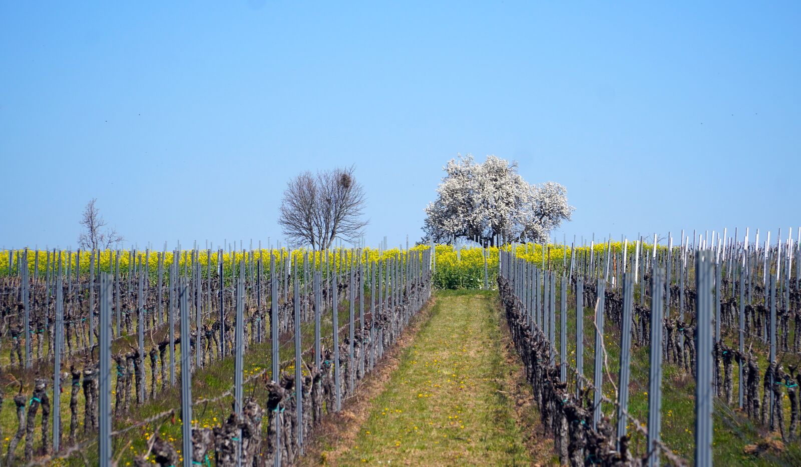 Sony E PZ 18-105mm F4 G OSS sample photo. Landscape, vineyards, tree photography