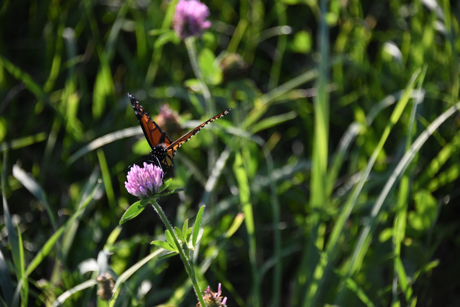 Nikon D850 sample photo. Butterfly, monarch, orange photography