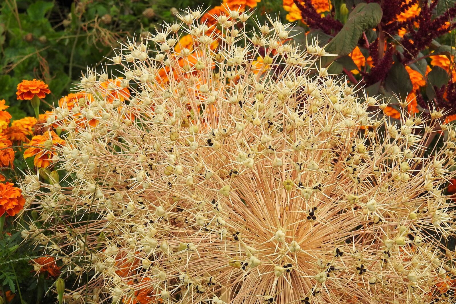 Nikon Coolpix P900 sample photo. Flower bed, garden, flowers photography