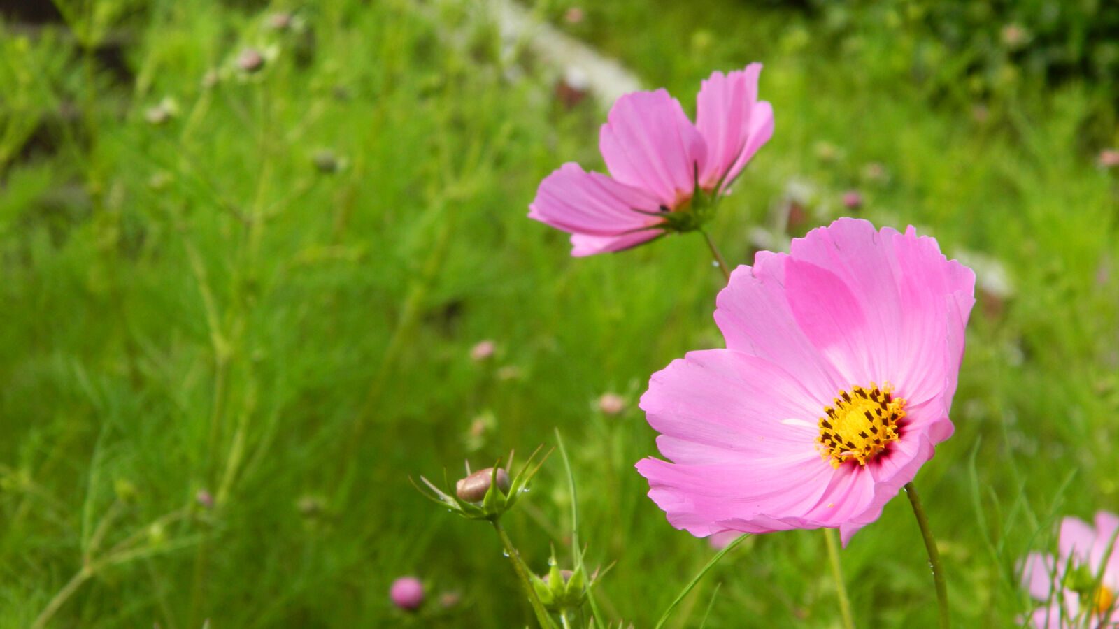 Nikon Coolpix L120 sample photo. Flower, wild, flower, wild photography