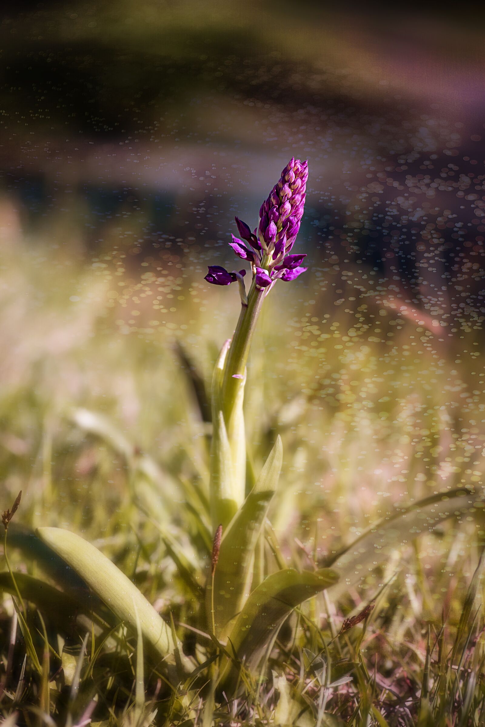 Nikon D750 sample photo. Orchid, nature, plant photography