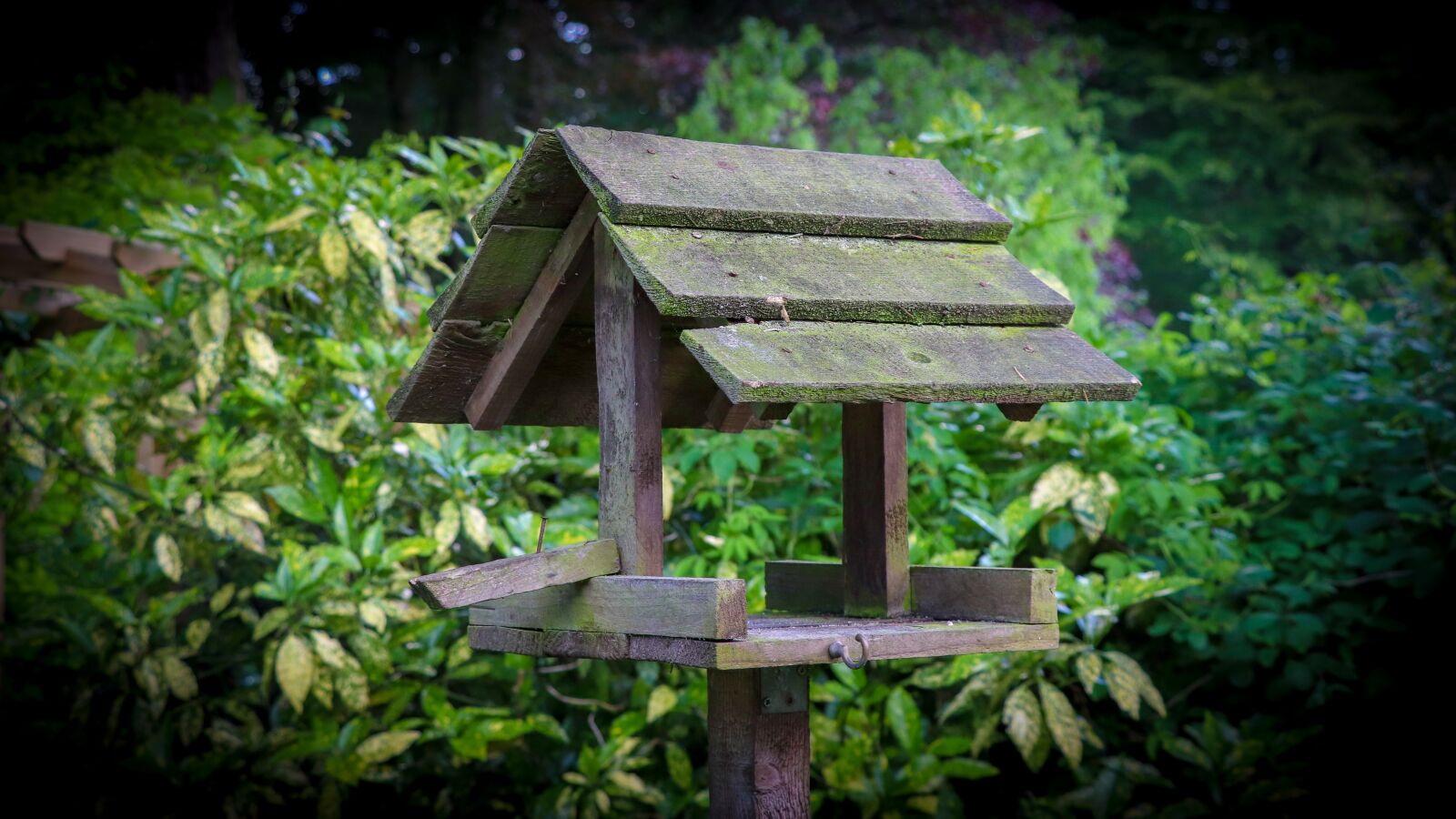 Canon EOS 77D (EOS 9000D / EOS 770D) sample photo. Table, garden, birds photography