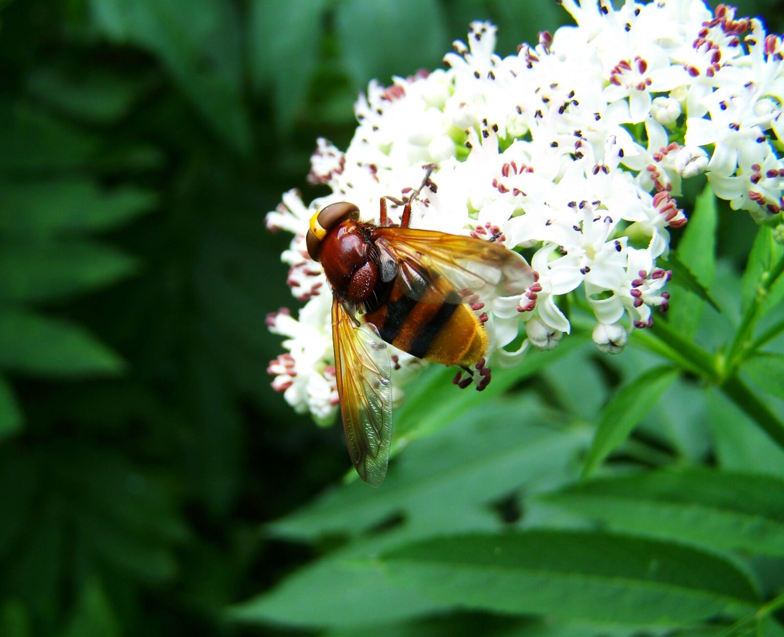 Kodak EASYSHARE ZD710 ZOOM DIGITAL CAMERA sample photo. Gadfly, insect, nature photography