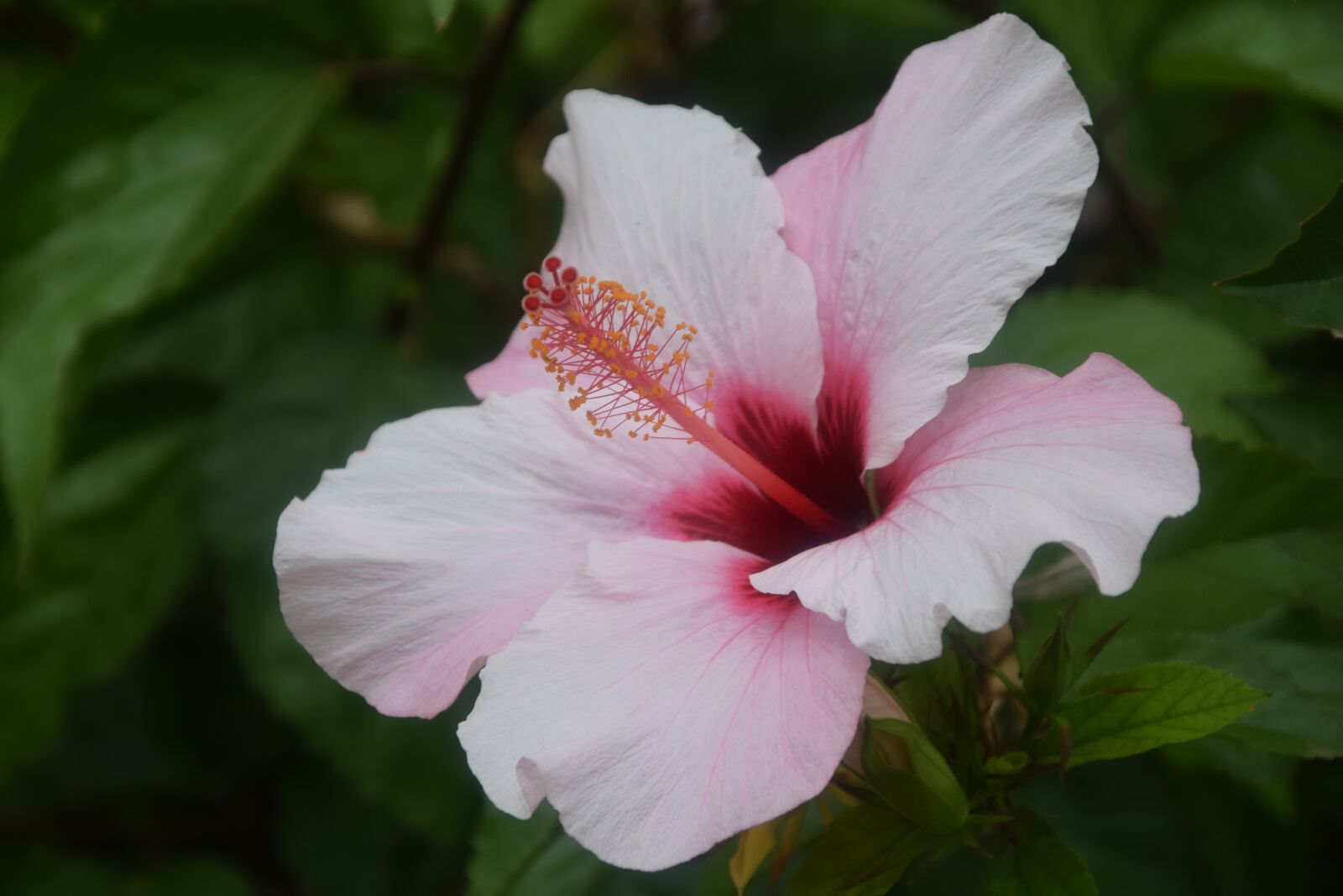 Nikon D5300 sample photo. Pink, flower, flora photography