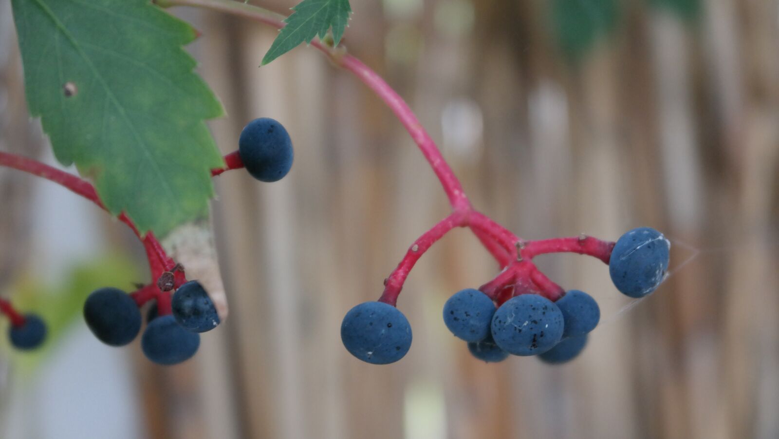 Samsung NX300 sample photo. Wild grapes, berry, autumn photography