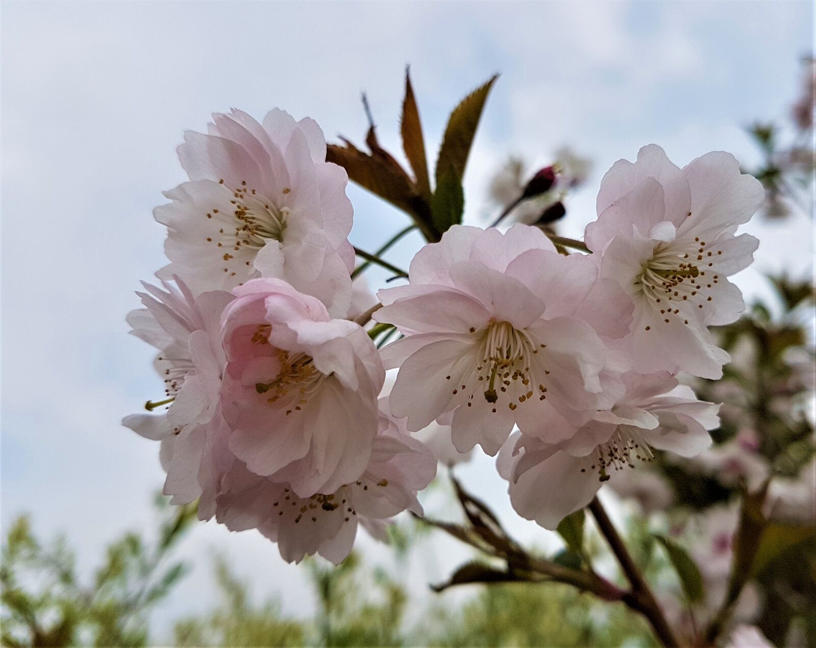 Samsung Galaxy S7 Edge sample photo. Flower, flora, nature photography
