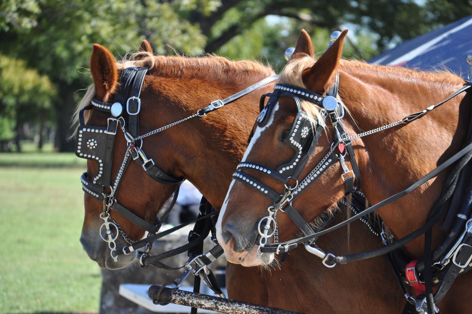 Nikon D5000 sample photo. Harness, horse, cart photography