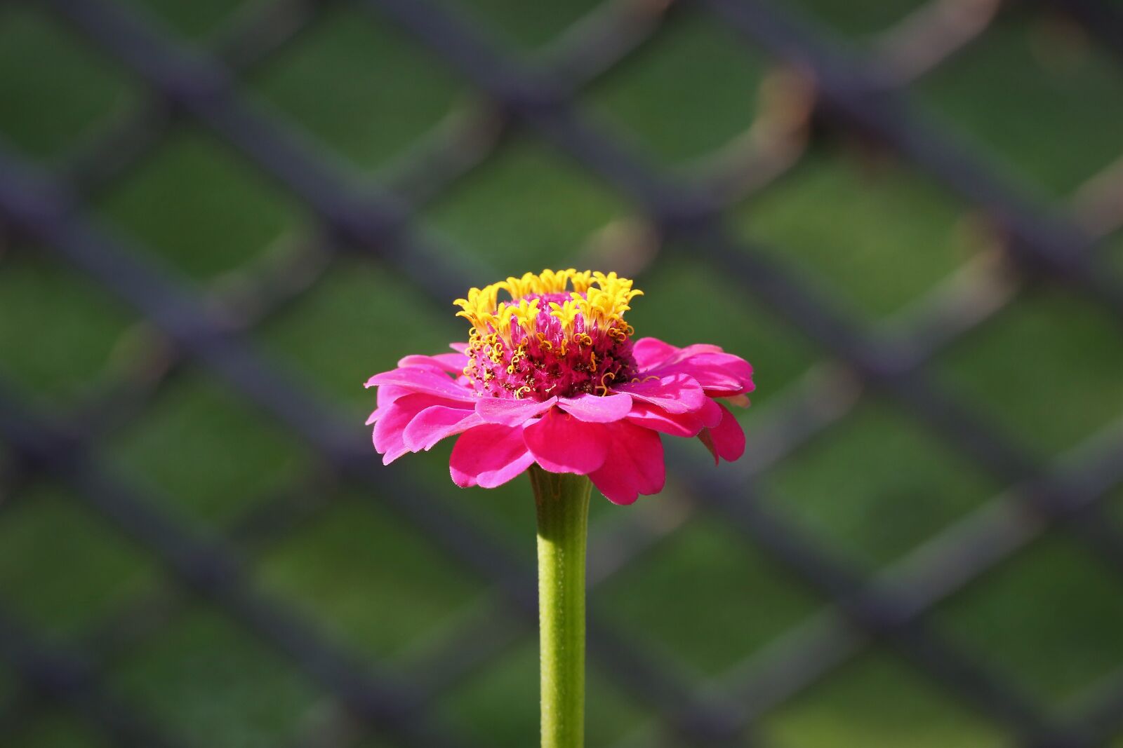 Canon EOS 6D + Canon EF 100mm F2.8 Macro USM sample photo. Zinnia, flower, blooming photography