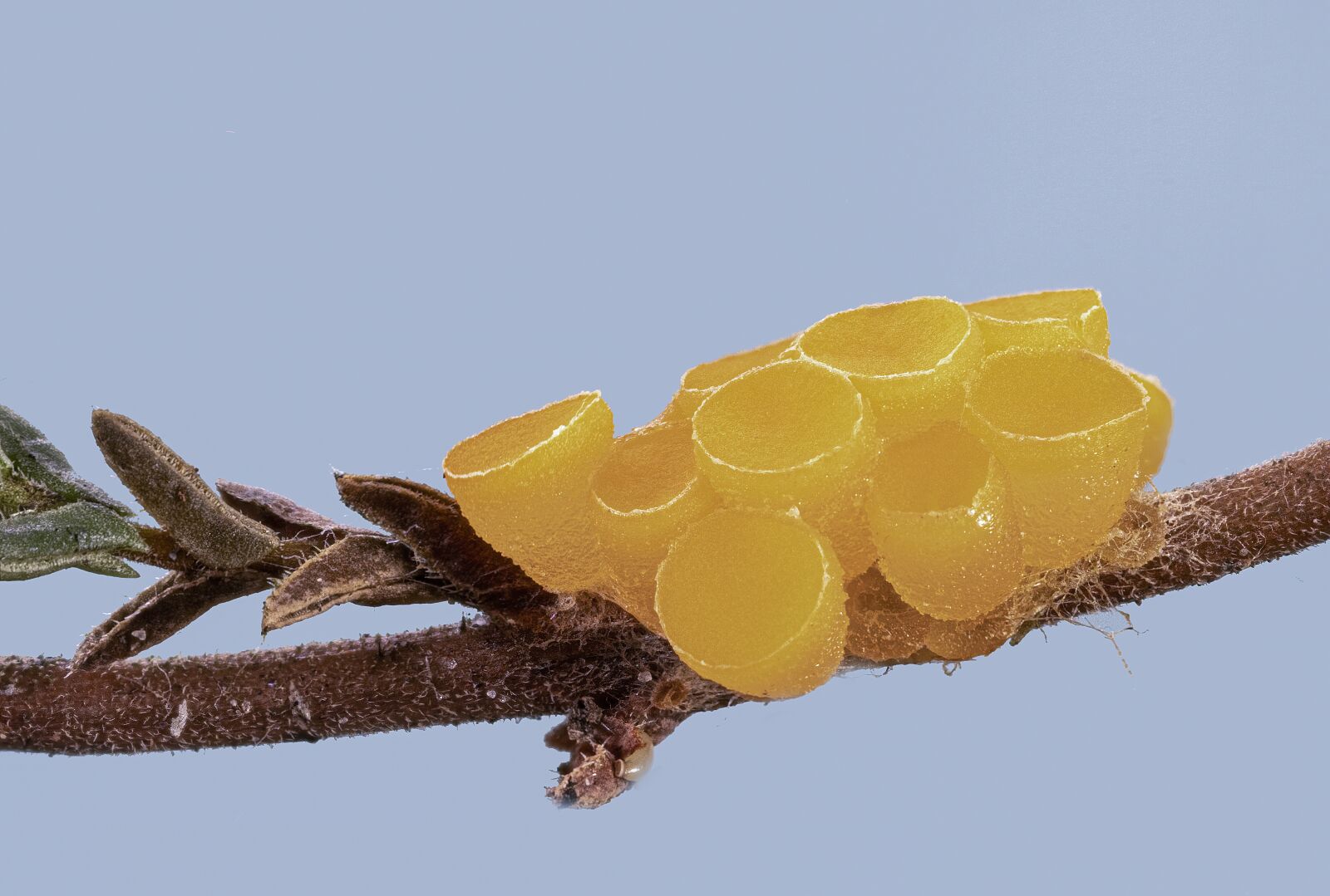 Canon MP-E 65mm F2.5 1-5x Macro Photo sample photo. Fungi, micro, mushrooms photography