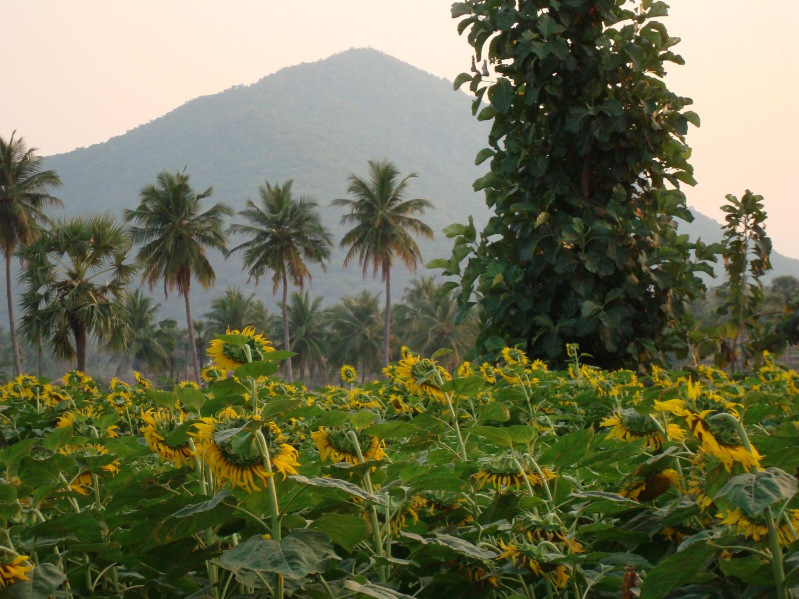 Sony DSC-W90 sample photo. Sunflower farm, mountain, coconut photography