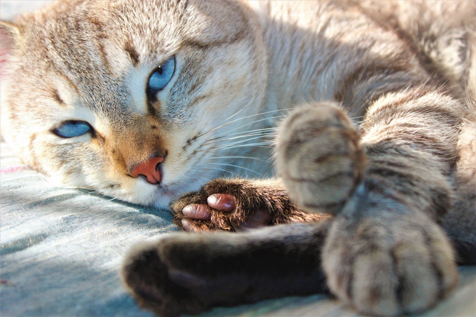 Canon EOS 600D (Rebel EOS T3i / EOS Kiss X5) sample photo. Cat, portrait, kitten photography
