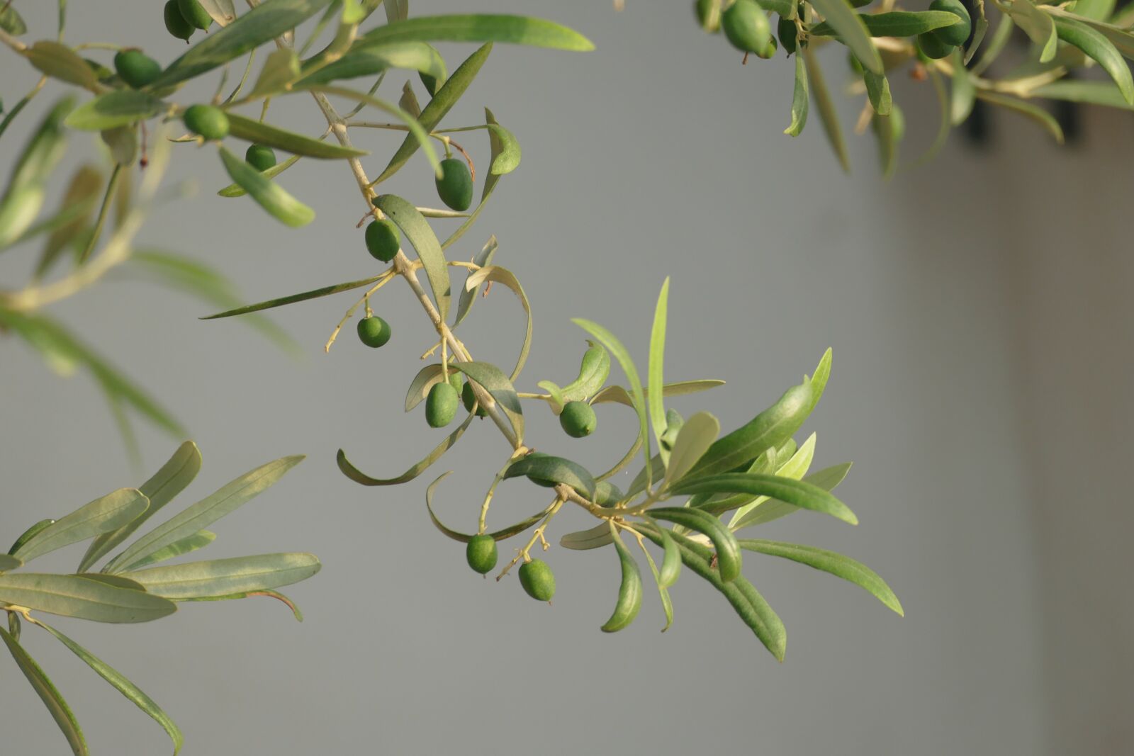 Panasonic Lumix DMC-FZ1000 sample photo. Olives, olivier, branch photography