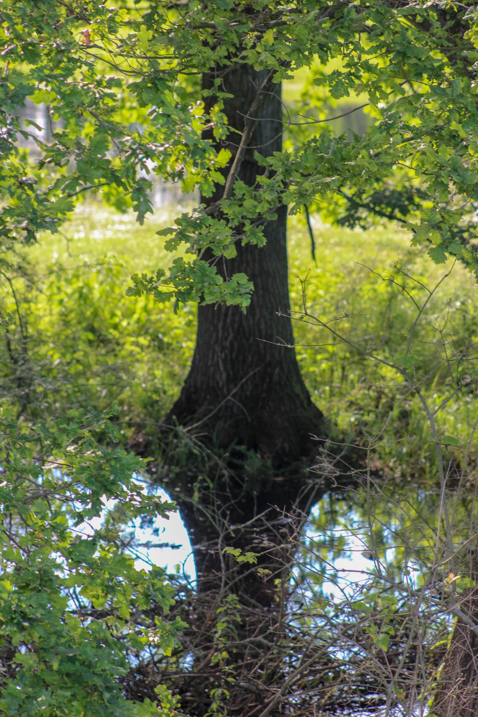 Canon EF75-300mm f/4-5.6 sample photo. Tree, leaves, water photography