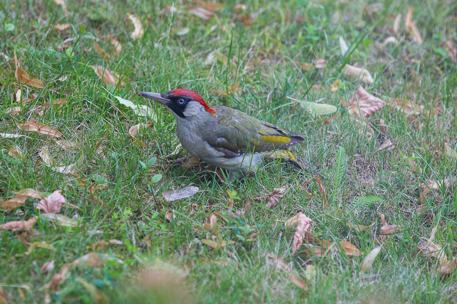 Canon EOS 5D Mark III sample photo. Green woodpecker, picus viridis photography
