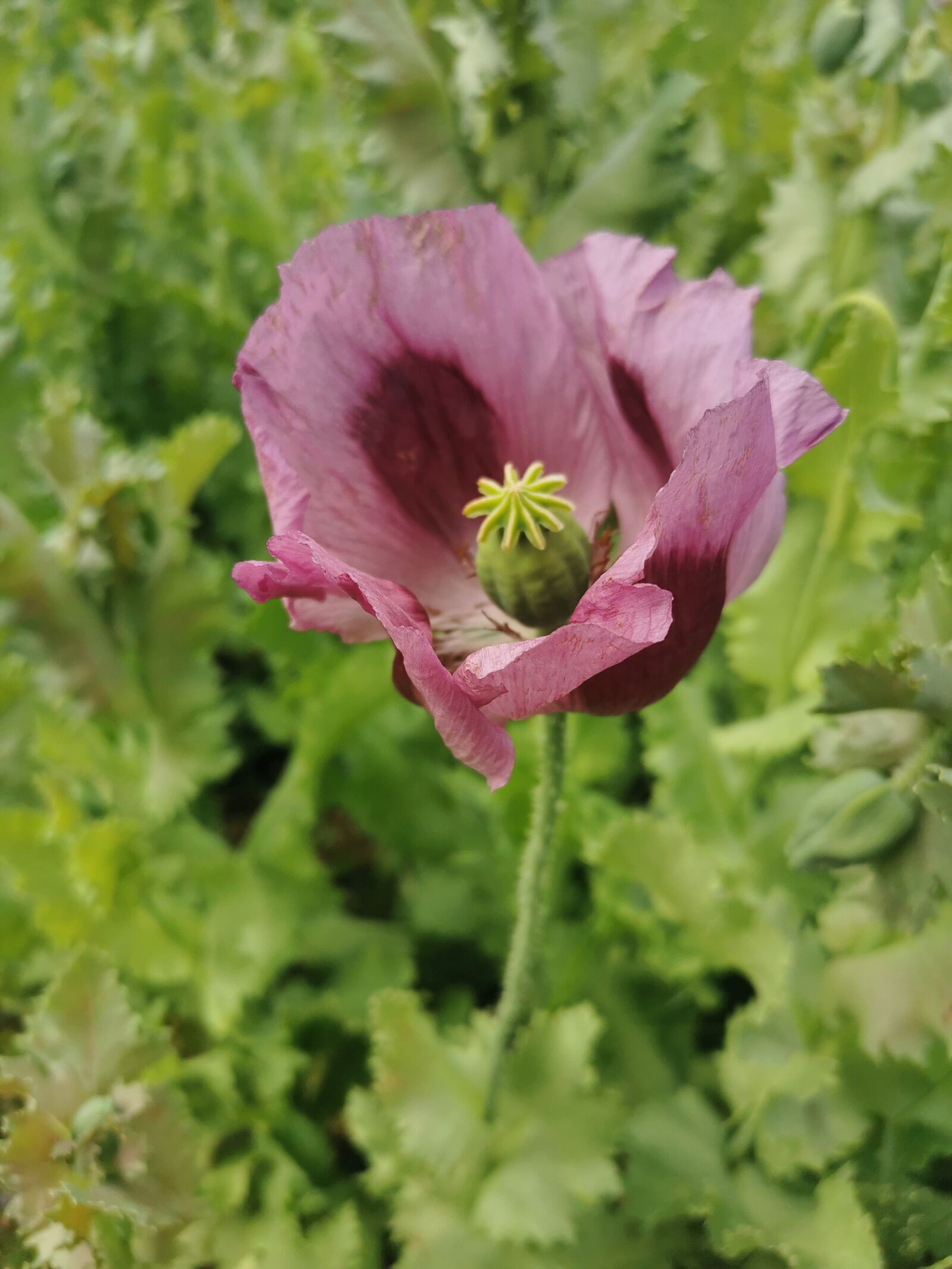 HUAWEI P30 sample photo. Poppy, field, klatschmohn photography