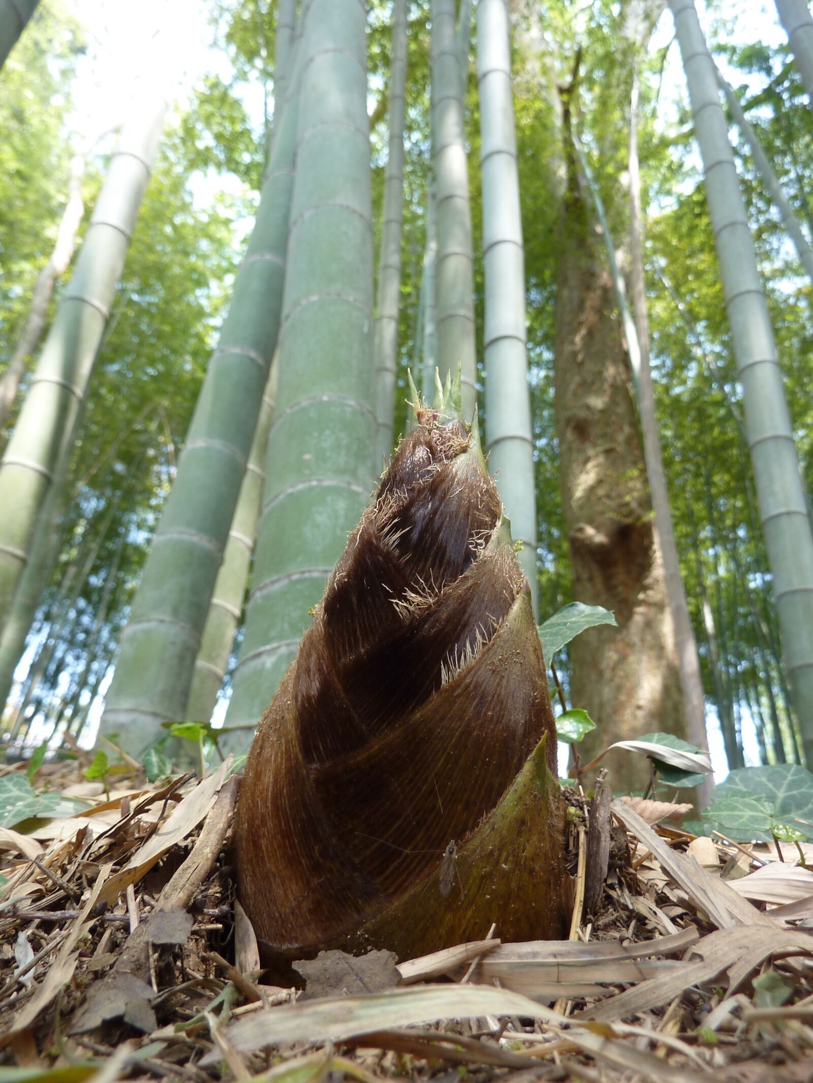 Panasonic DMC-TZ7 sample photo. Bamboo, shoot, sprout photography