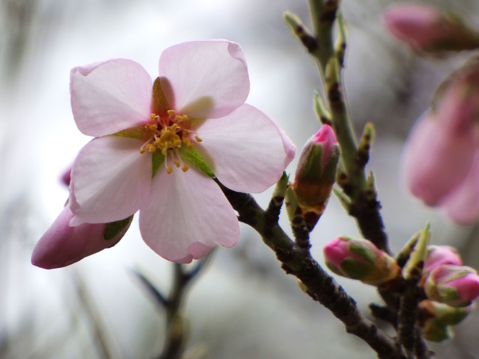 Panasonic Lumix DMC-FZ70 sample photo. Flower, almond tree, florir photography