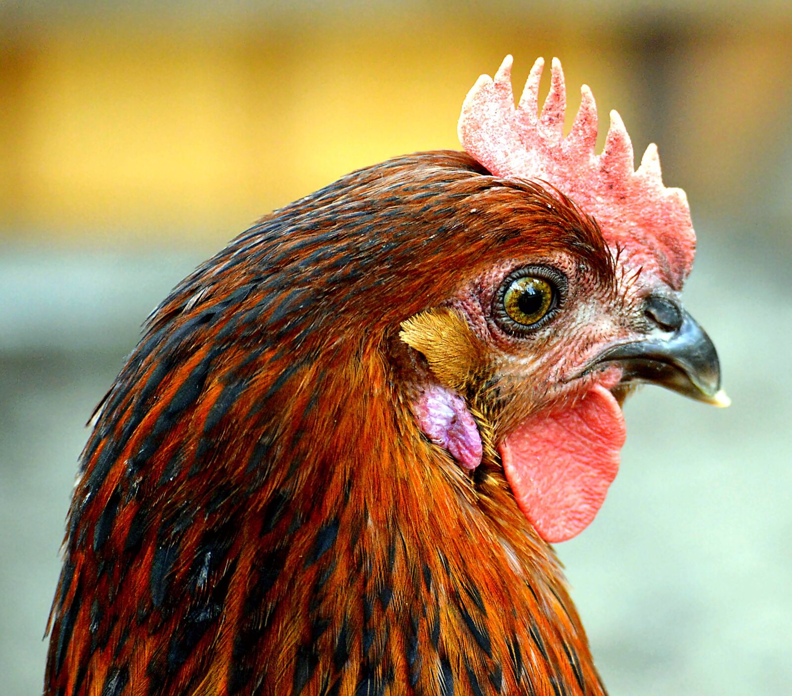 Nikon D3200 sample photo. Chicken, comb, free running photography