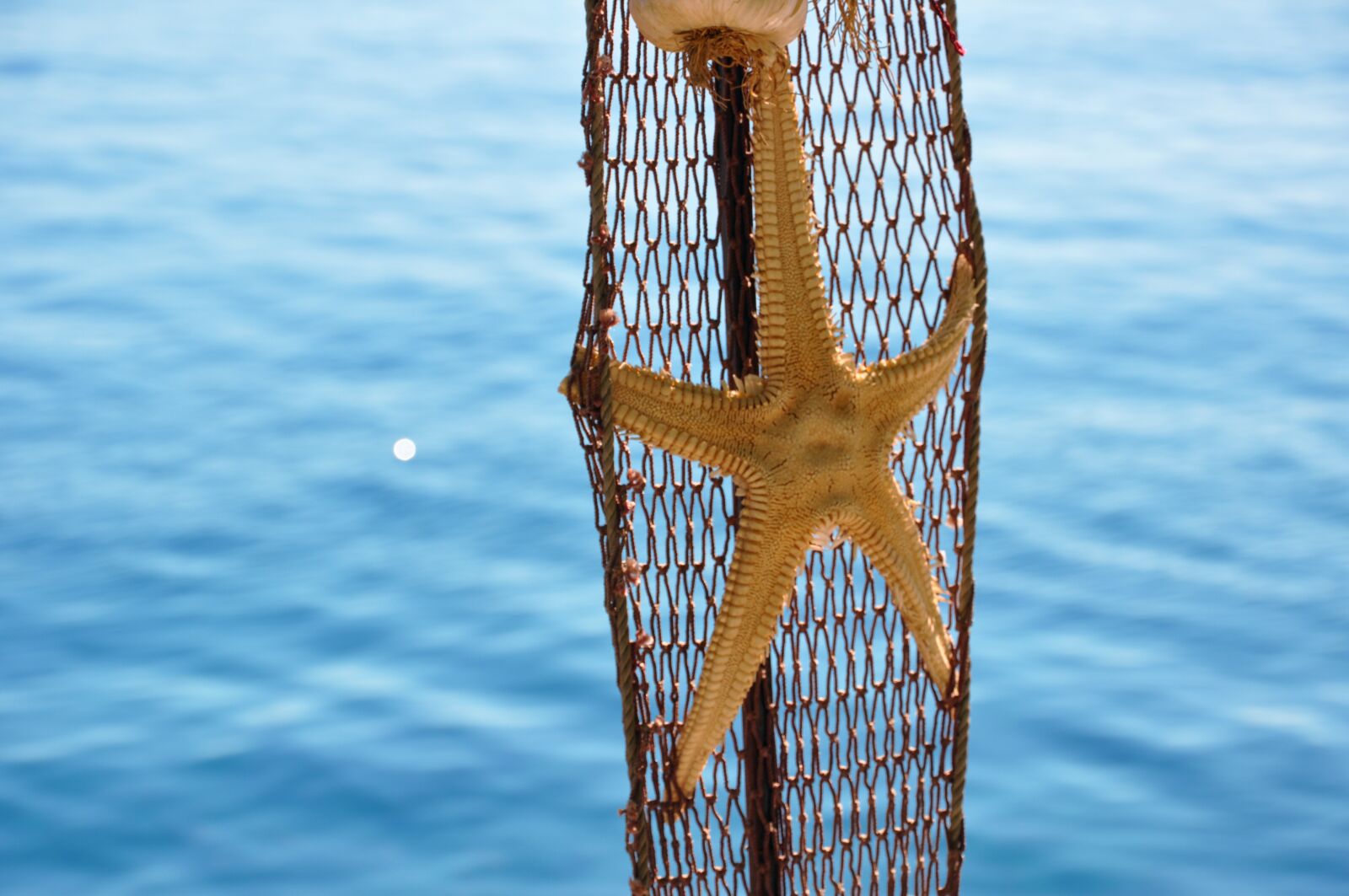 Nikon D90 sample photo. Sea, starfish, nature photography