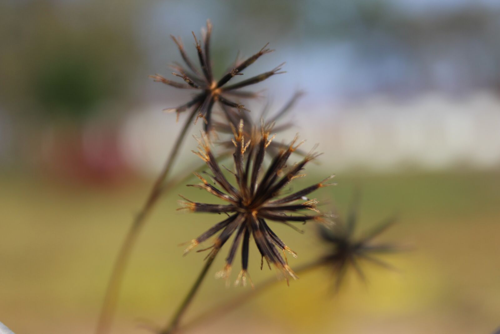 Canon EOS 600D (Rebel EOS T3i / EOS Kiss X5) sample photo. Flower, seed, nature photography