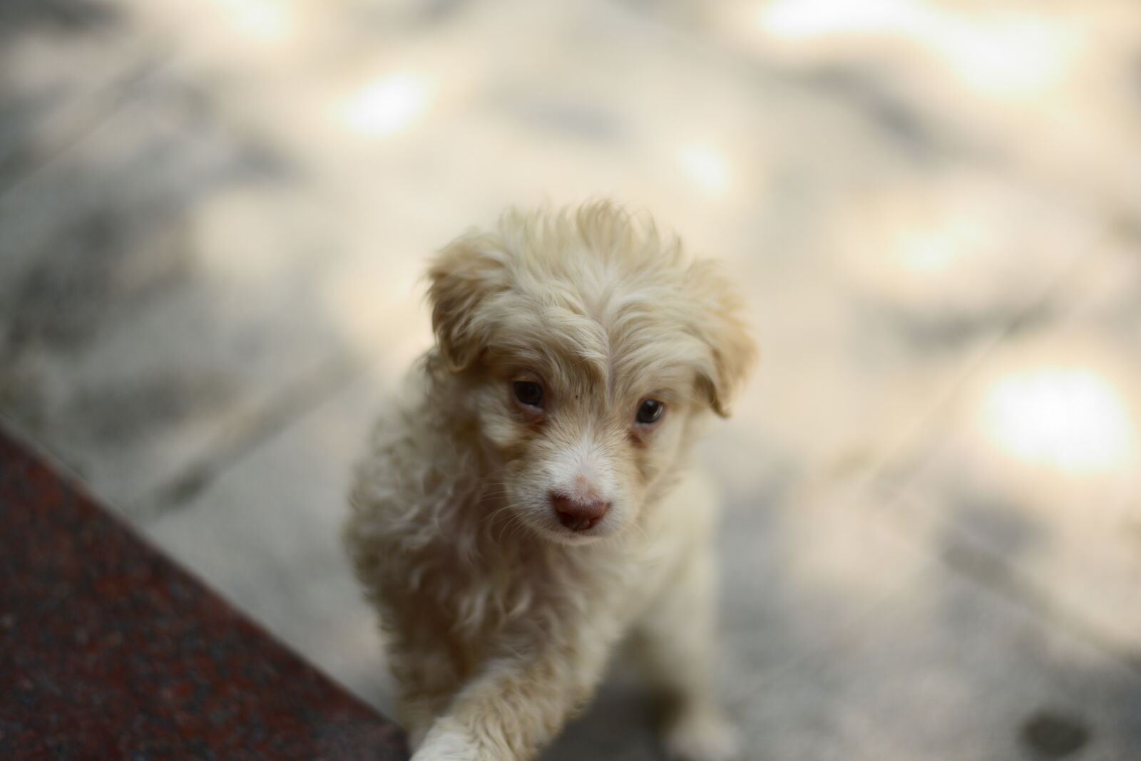 Nikon D800 sample photo. My dog photography