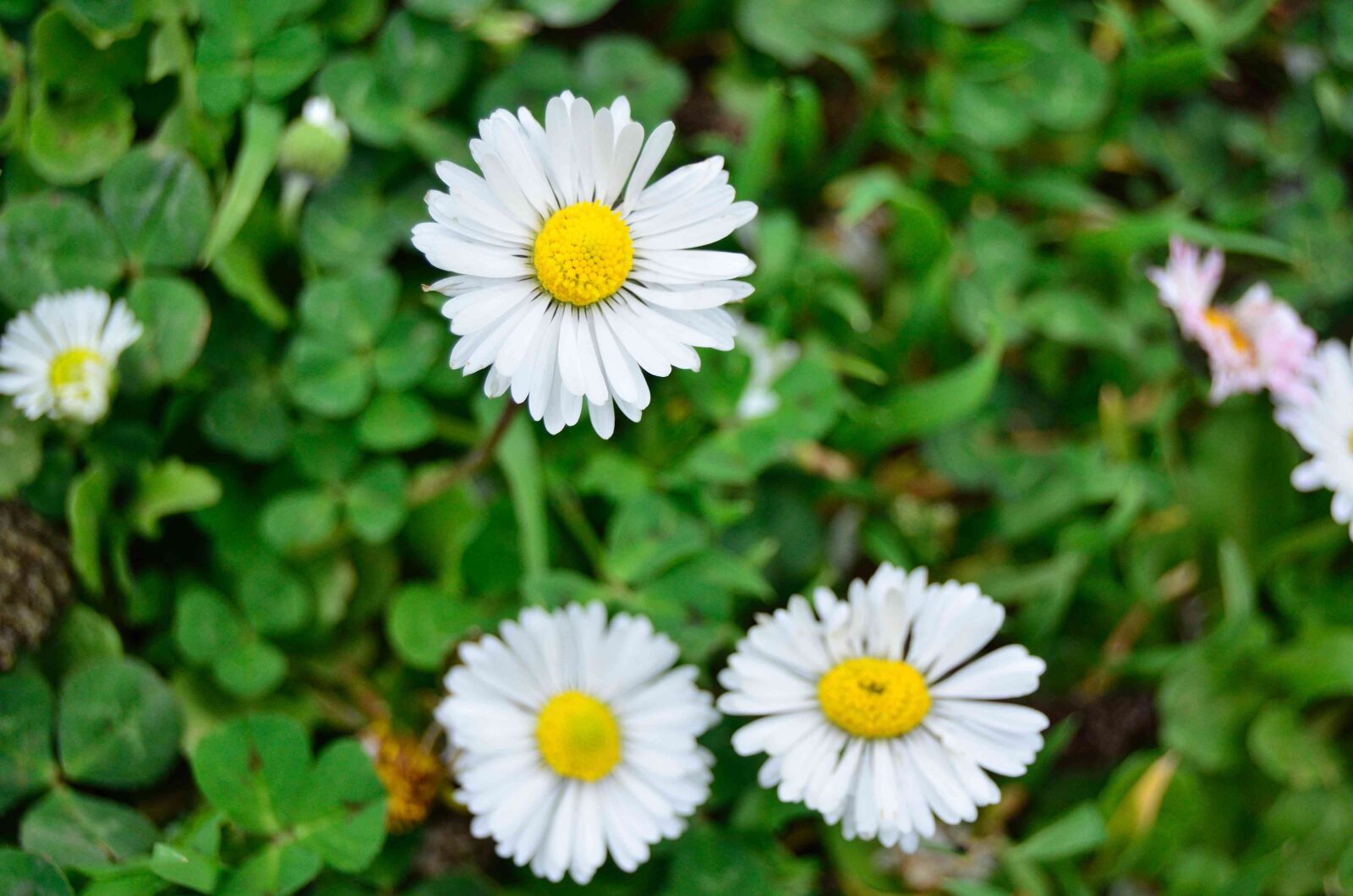Nikon D5100 sample photo. Daisy, flower, white photography