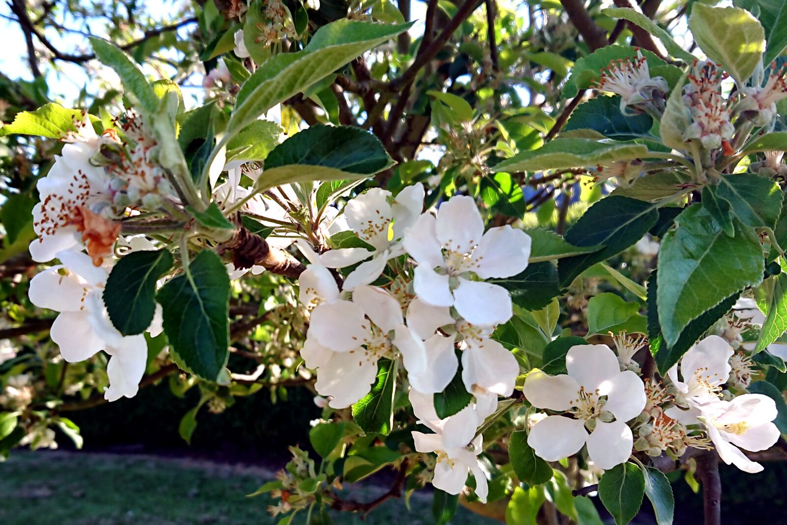 Sony Xperia XZ Premium sample photo. Apple blossom, tree, spring photography
