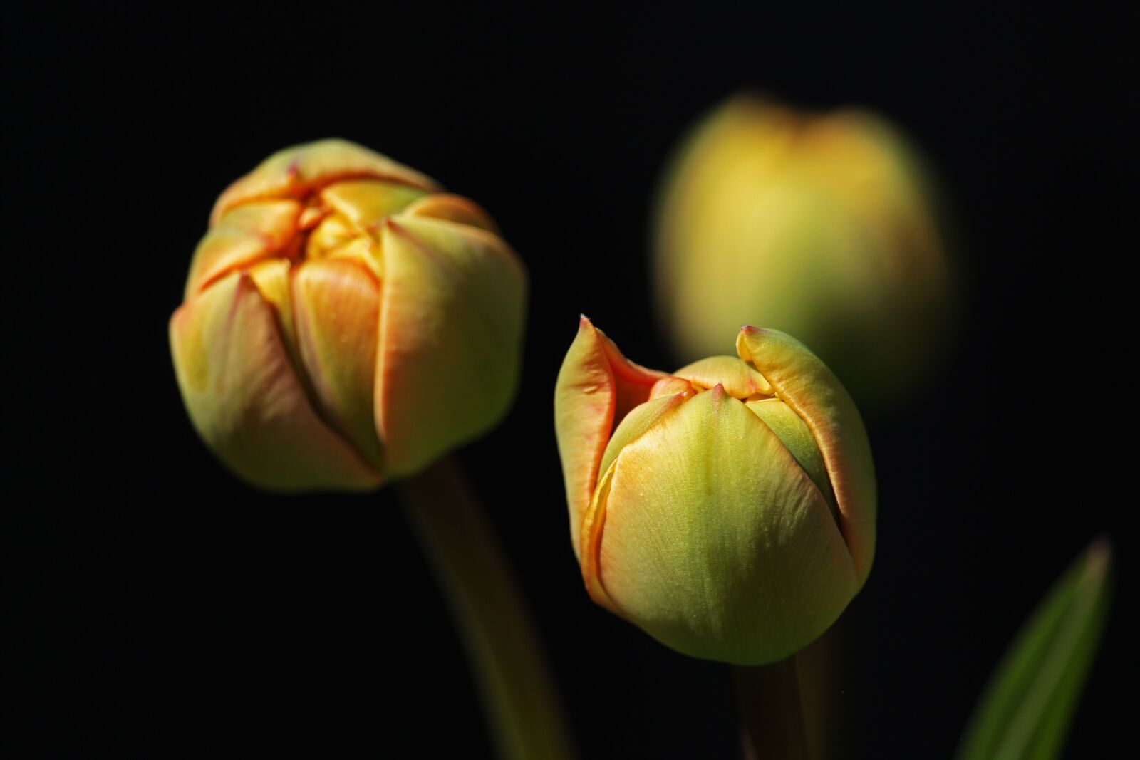 Canon EF-S 55-250mm F4-5.6 IS STM sample photo. Tulips, tulip buds, garden photography