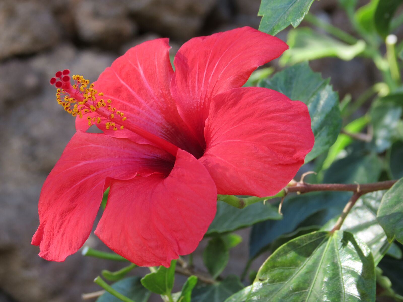 Canon PowerShot SX40 HS sample photo. Hibiscus, flower, red photography