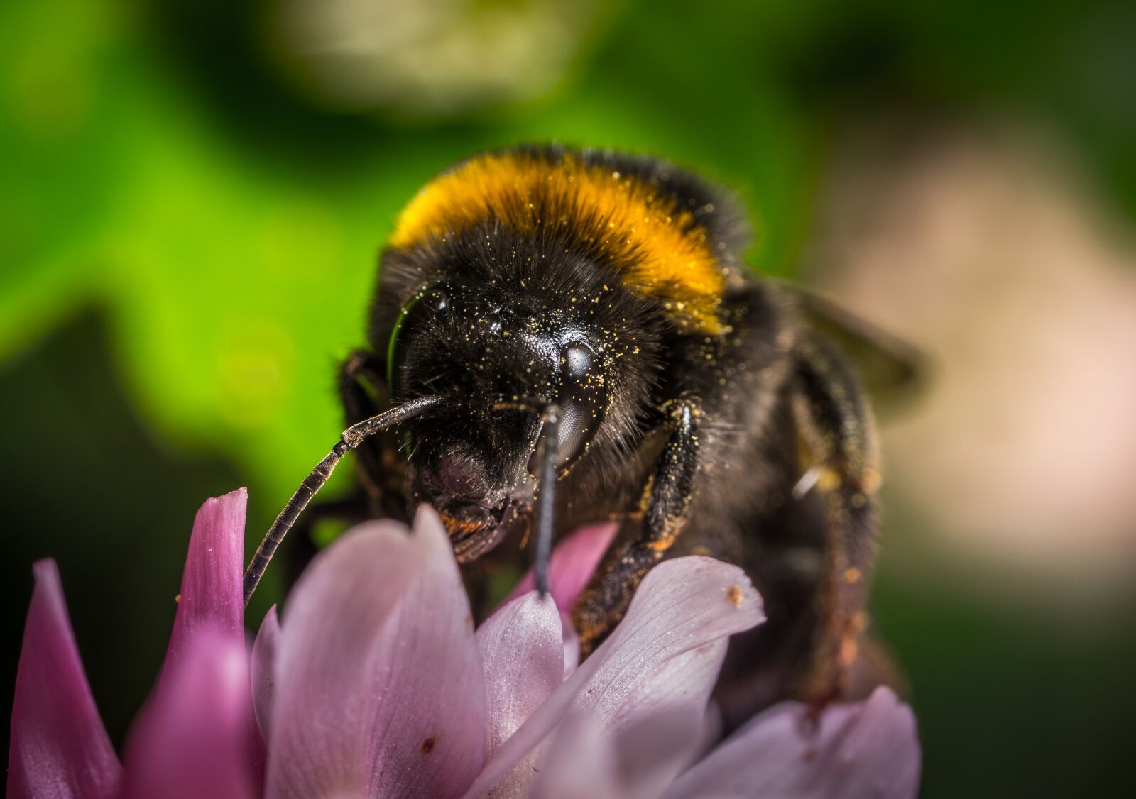 #124 65/2.8 sample photo. Bumblebee, insect, nature photography