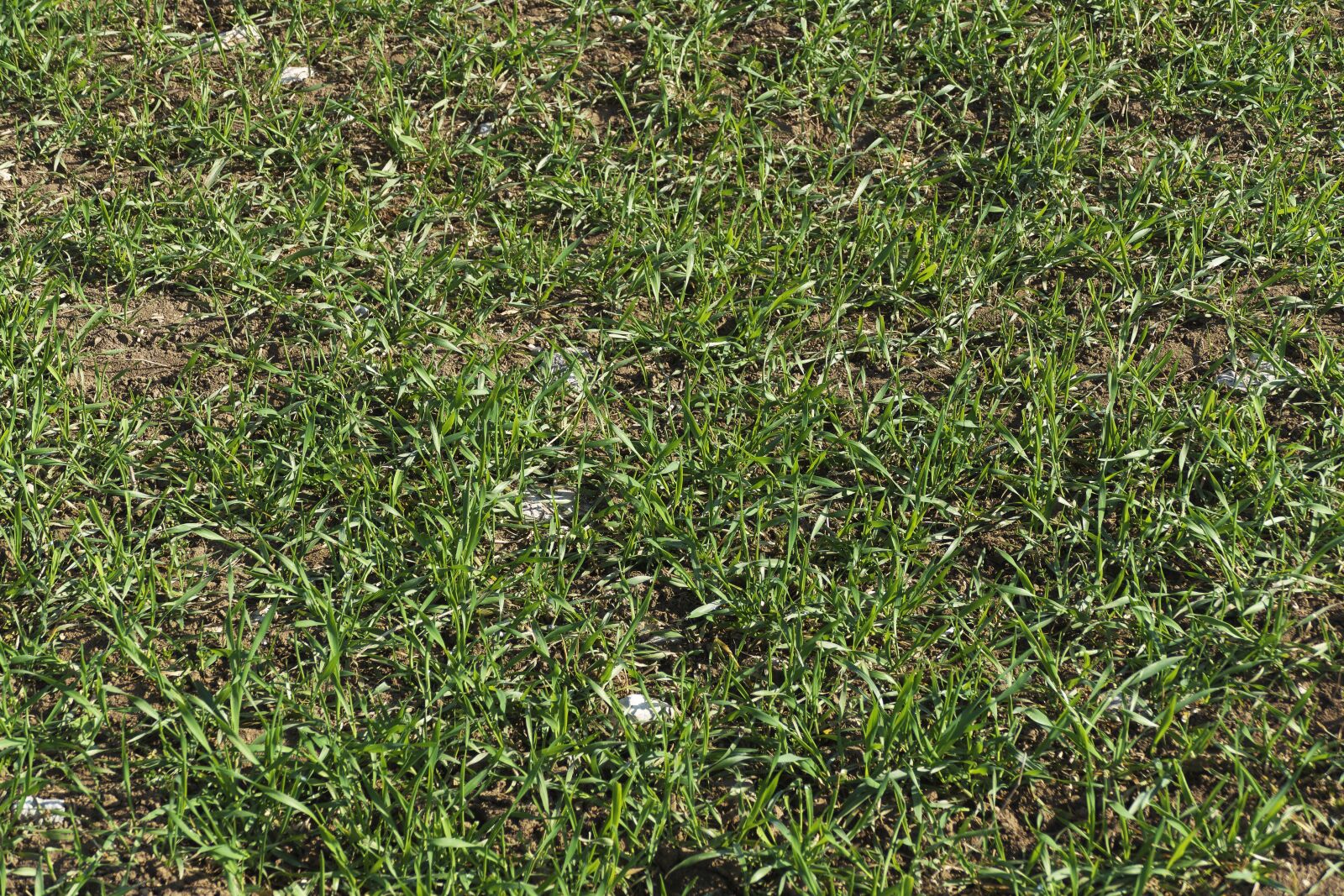 Panasonic Lumix DMC-FZ1000 sample photo. Grass, background, nature photography