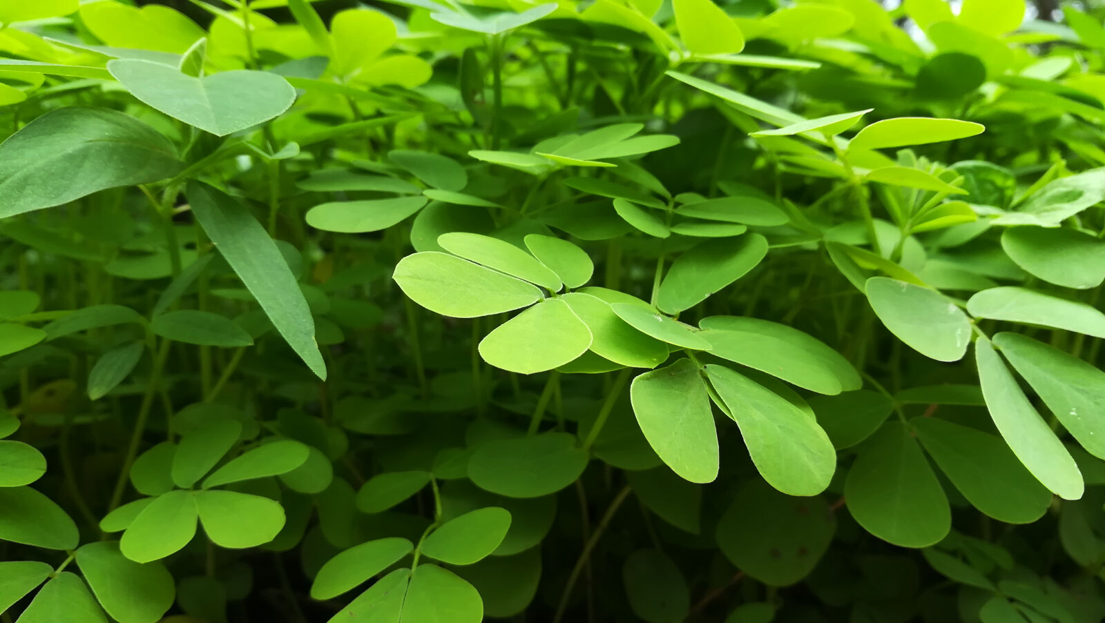 HUAWEI honor 6x sample photo. Environment, green, leaf photography