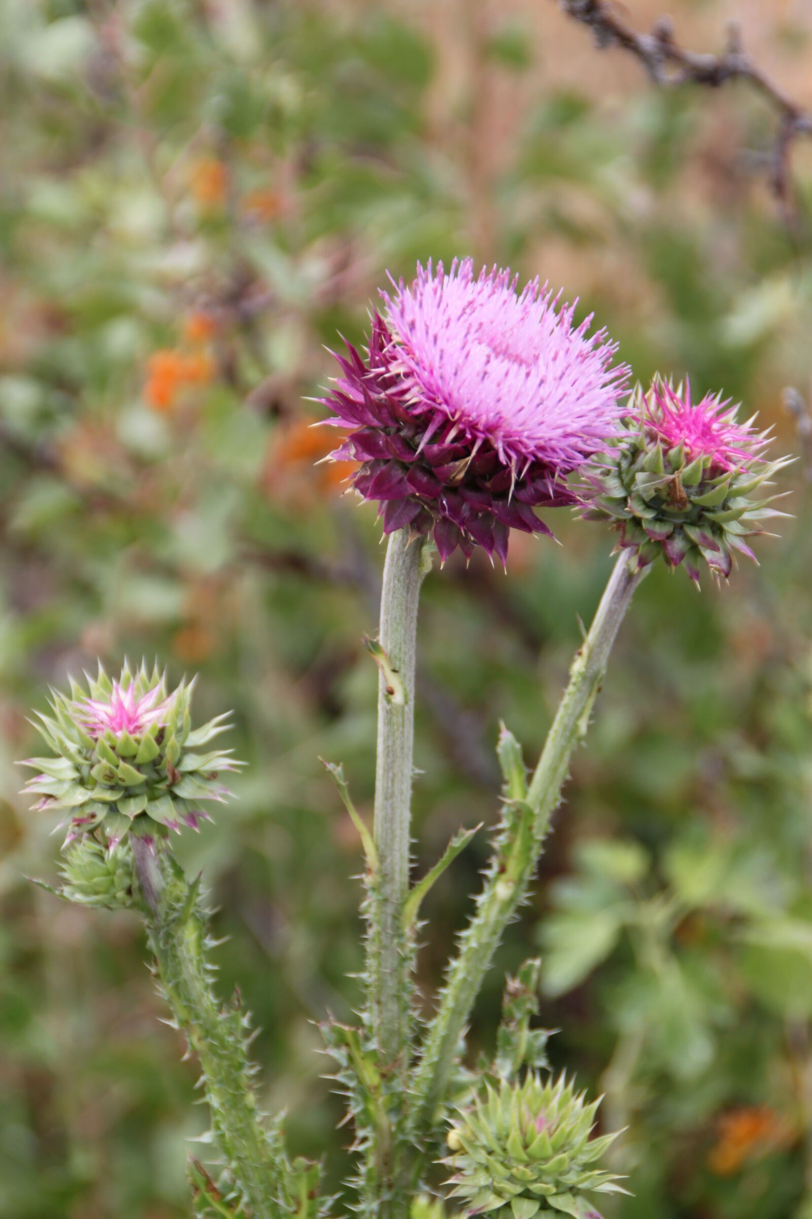 Canon EOS 500D (EOS Rebel T1i / EOS Kiss X3) sample photo. Thistle, flora, plant photography