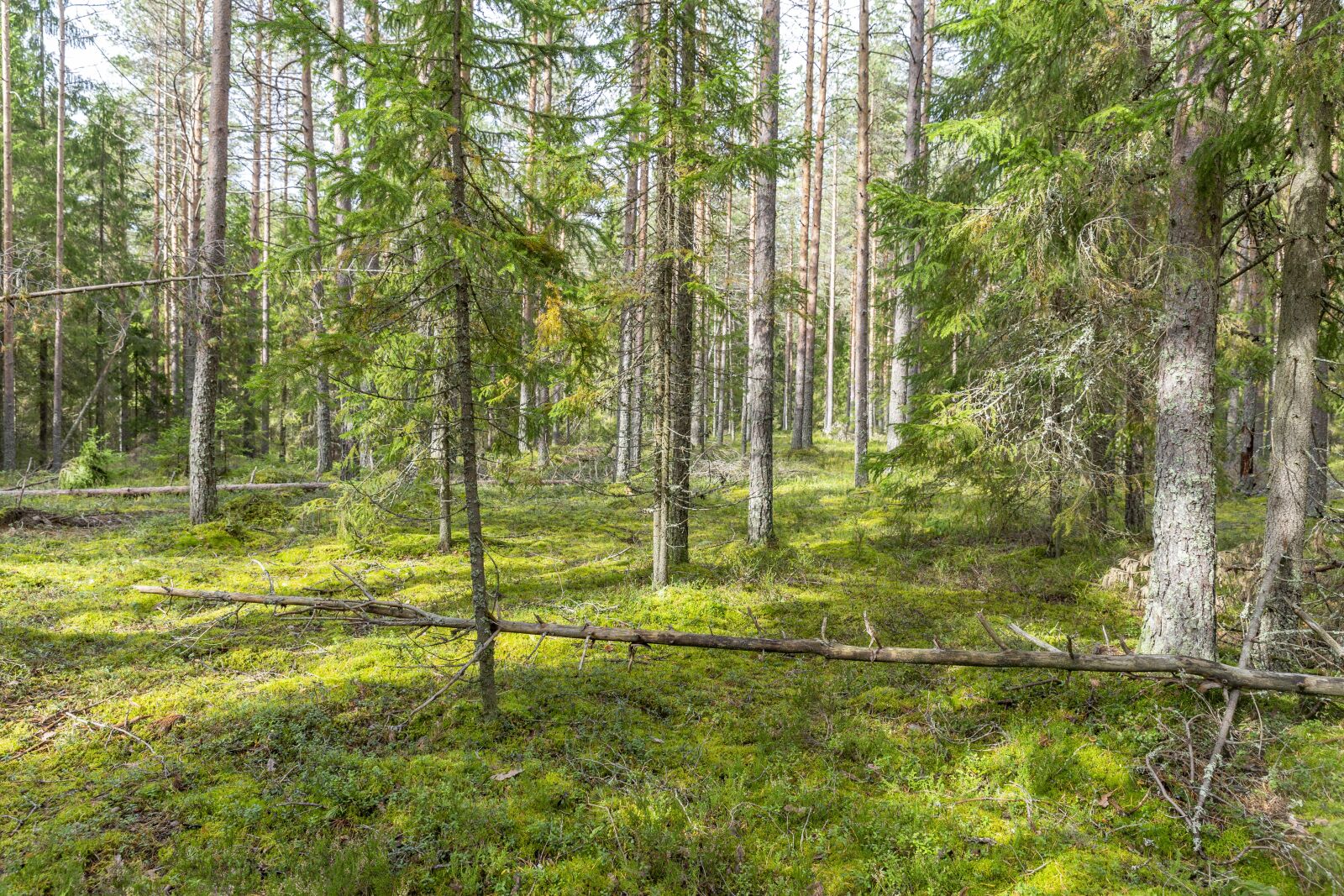 Canon EOS 6D + Canon EF 24-70mm F2.8L II USM sample photo. Trees, forest, nature photography