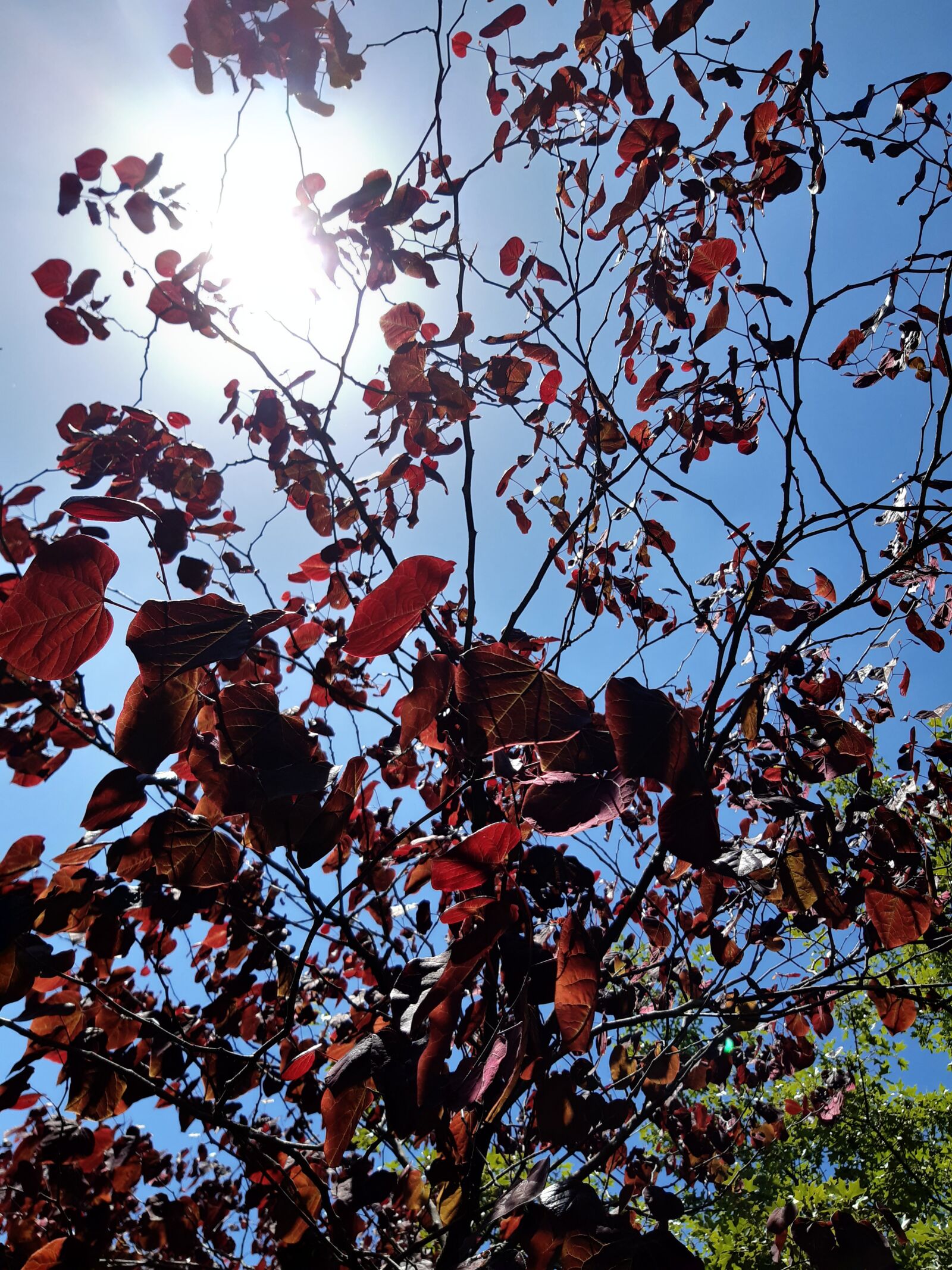 Samsung Galaxy A30 sample photo. Nature, tree, natuur photography