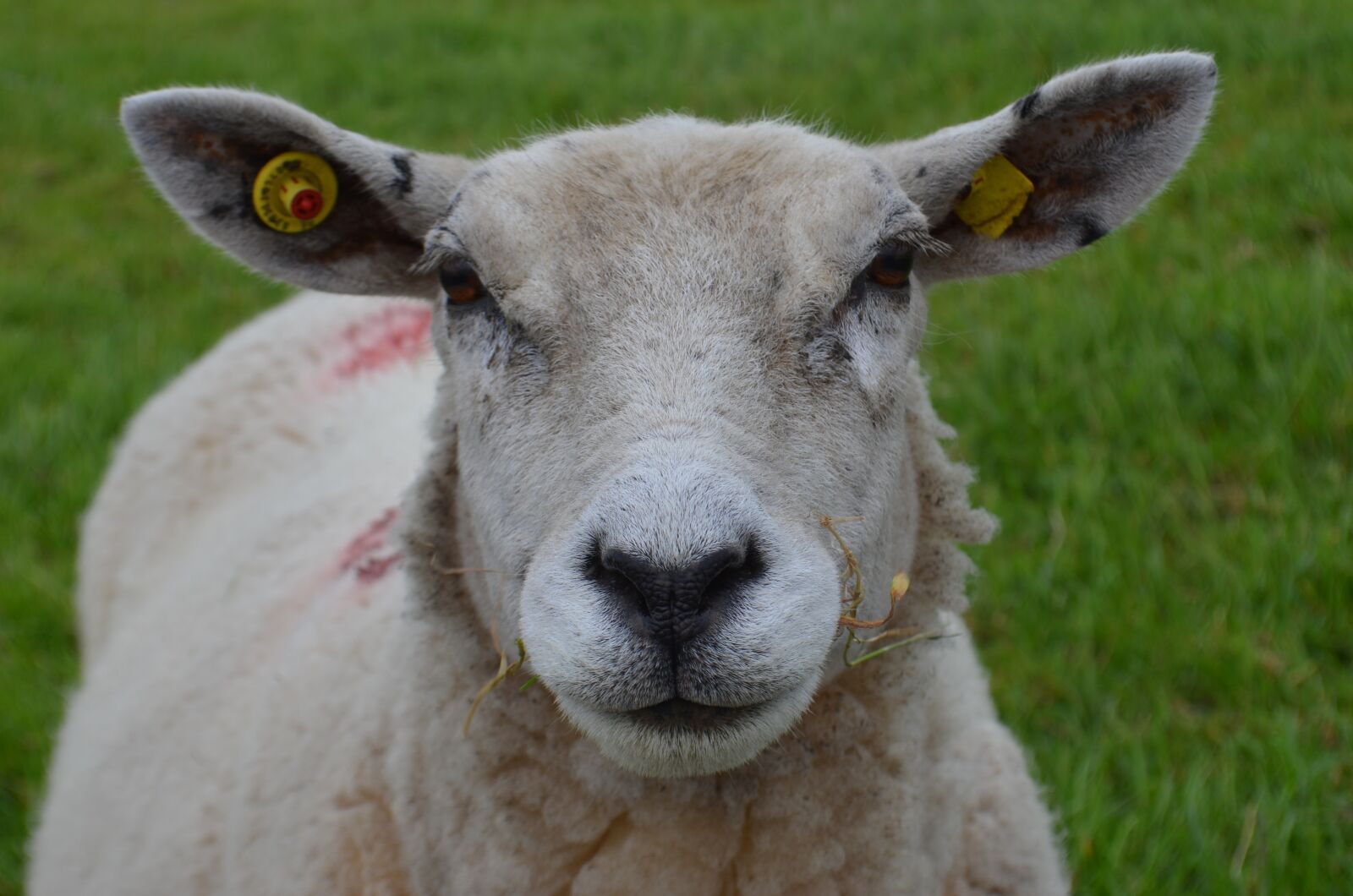 Nikon D5100 sample photo. Sheep, north sea, dike photography