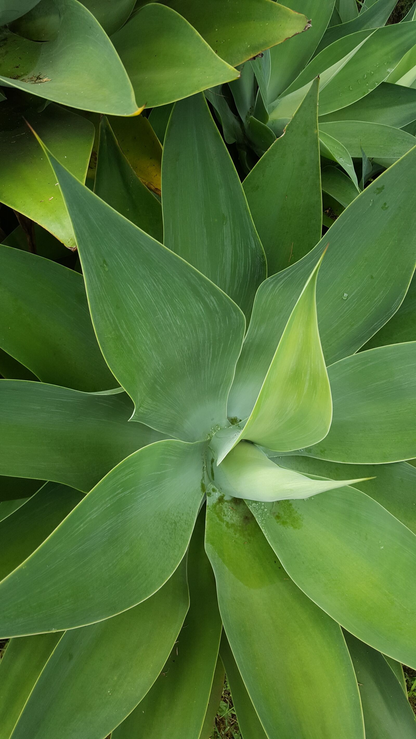 Samsung Galaxy Note5 sample photo. Nature, leaves, brochures photography